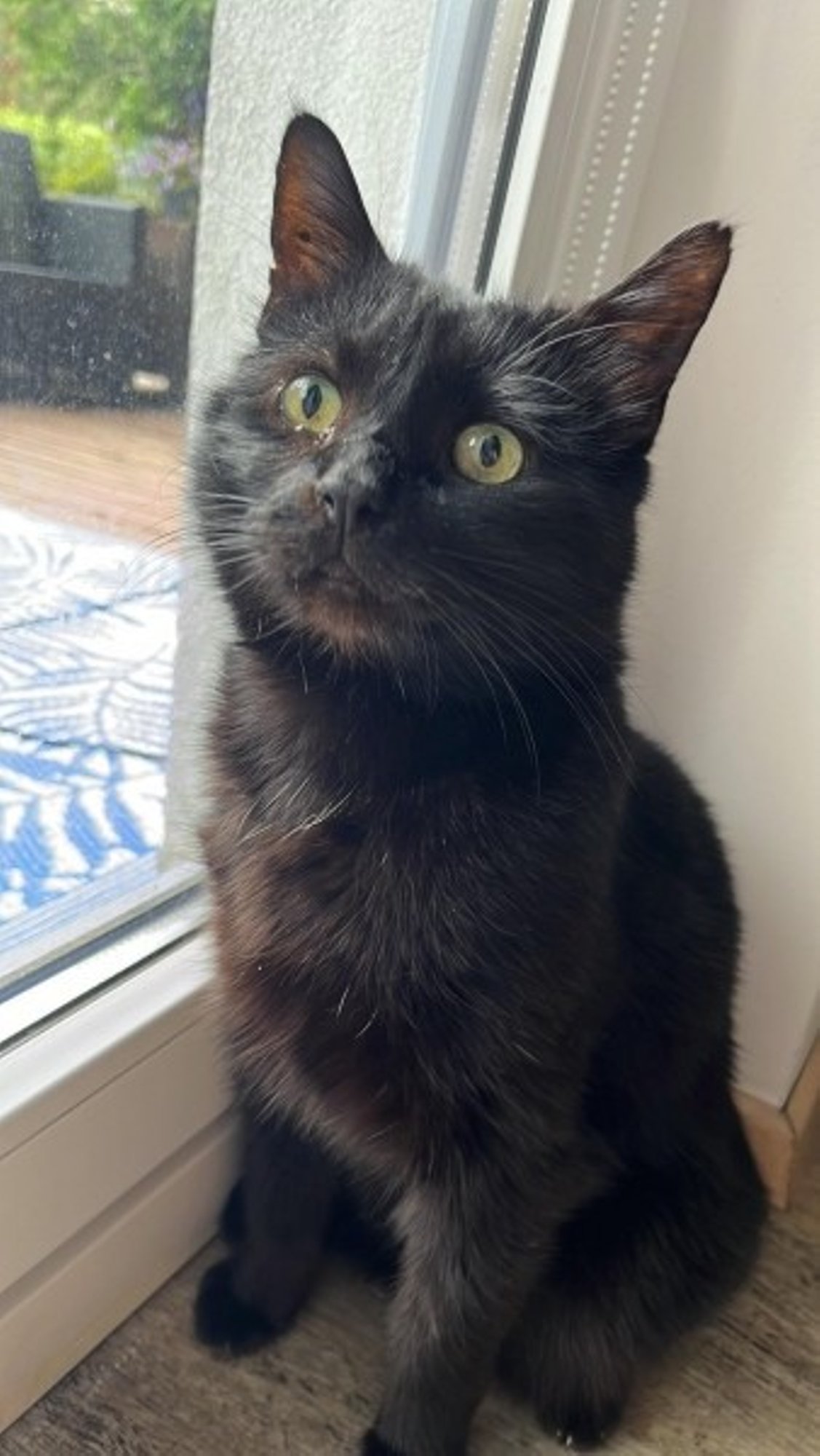 Vanahärra Mustiku suu tehti hammastest lagedaks, inimeste südameid pole tal õnnestunud võluda