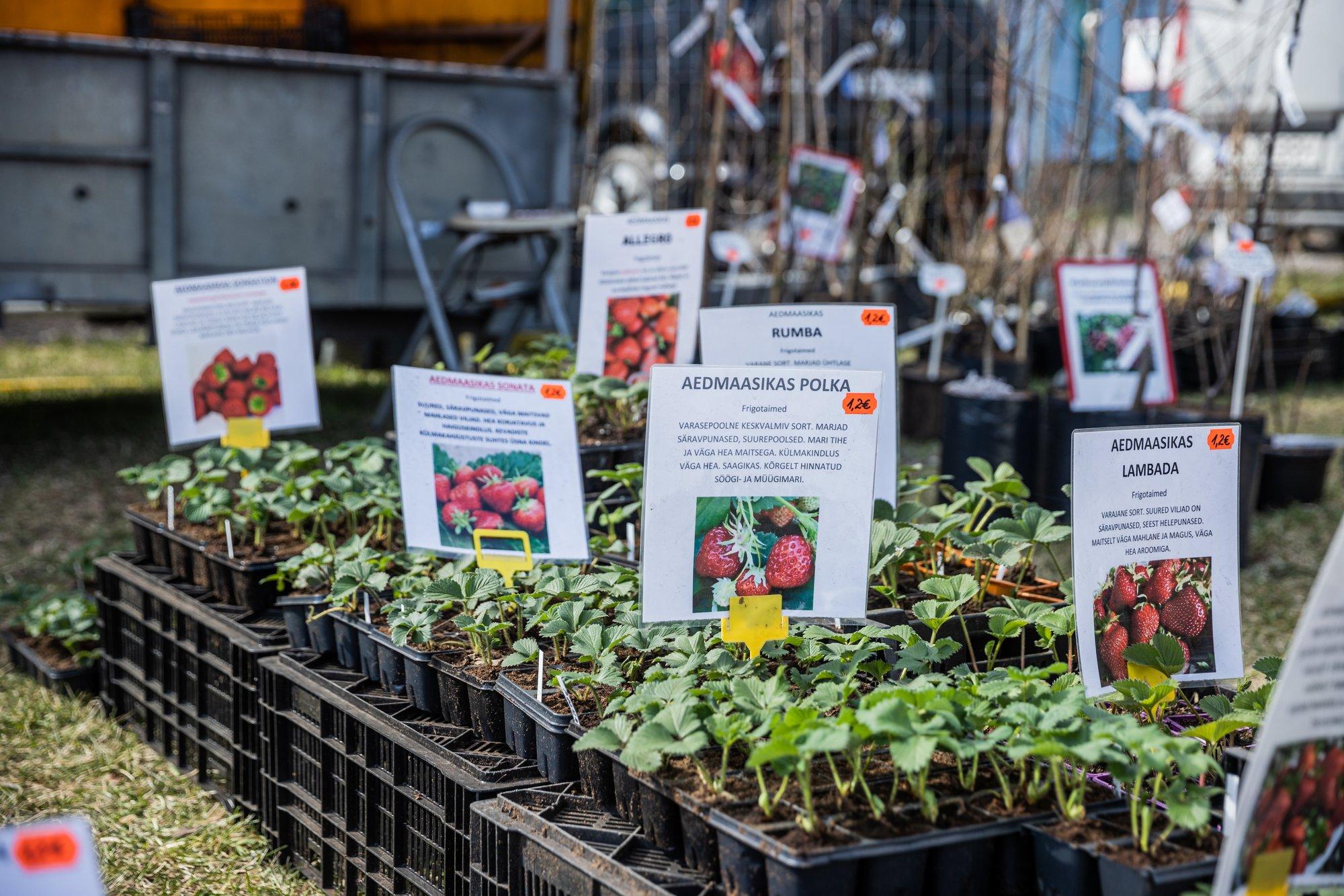 Taimekasvatajate appikarje minister Terrasele: sajad tootjad on hädas, paduvihmad hävitasid saagi