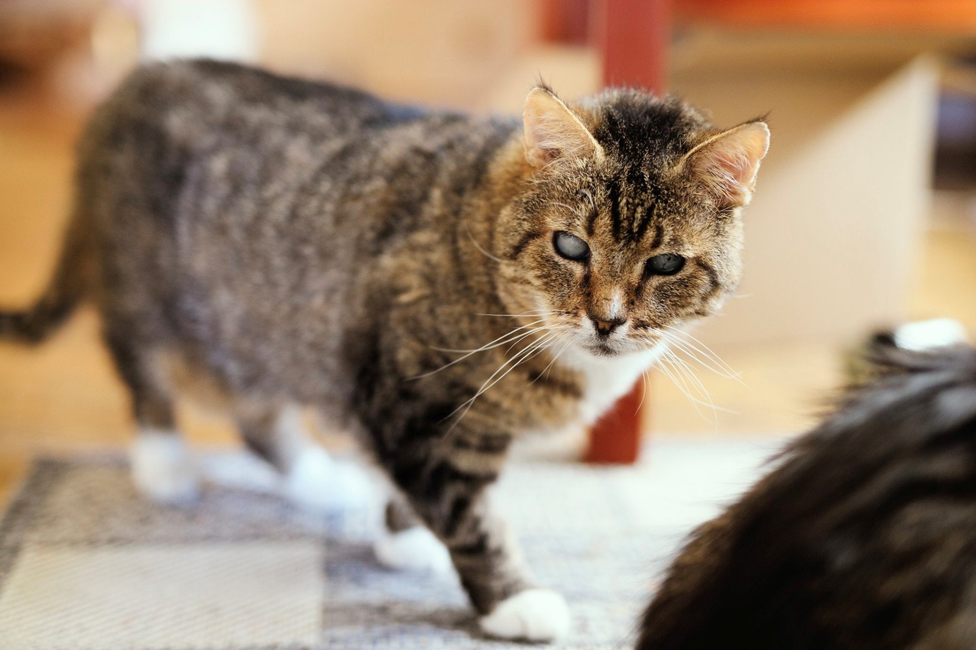 Heatahtlik isa Elian ei ole veel valmis lahkuma, vaid tahab õues lilli nuusutada