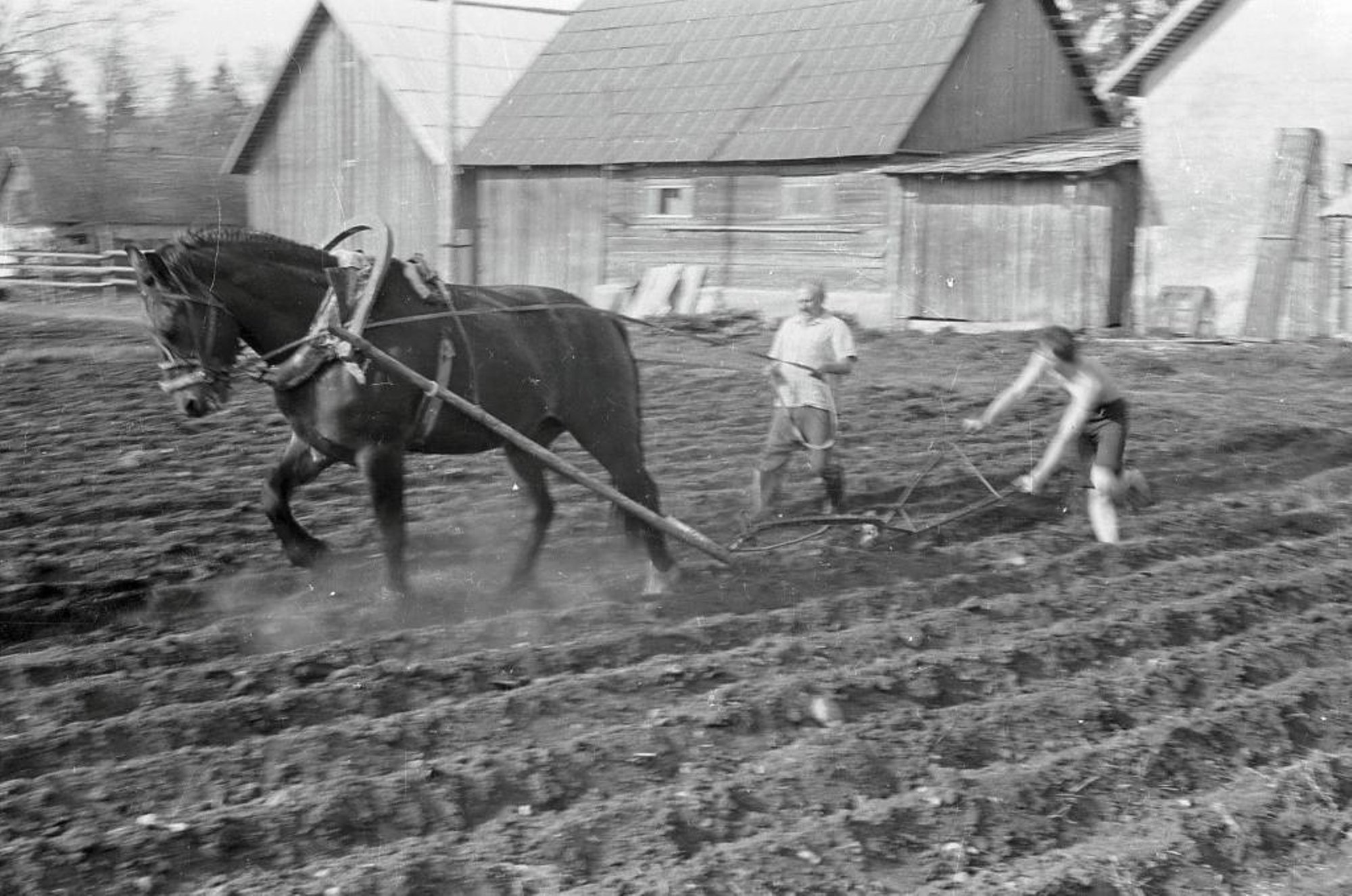 Banaanid kartulite vastu? Metsade vahel aretatud väärt kartulisort avas defitsiidiajastul mõnegi ukse