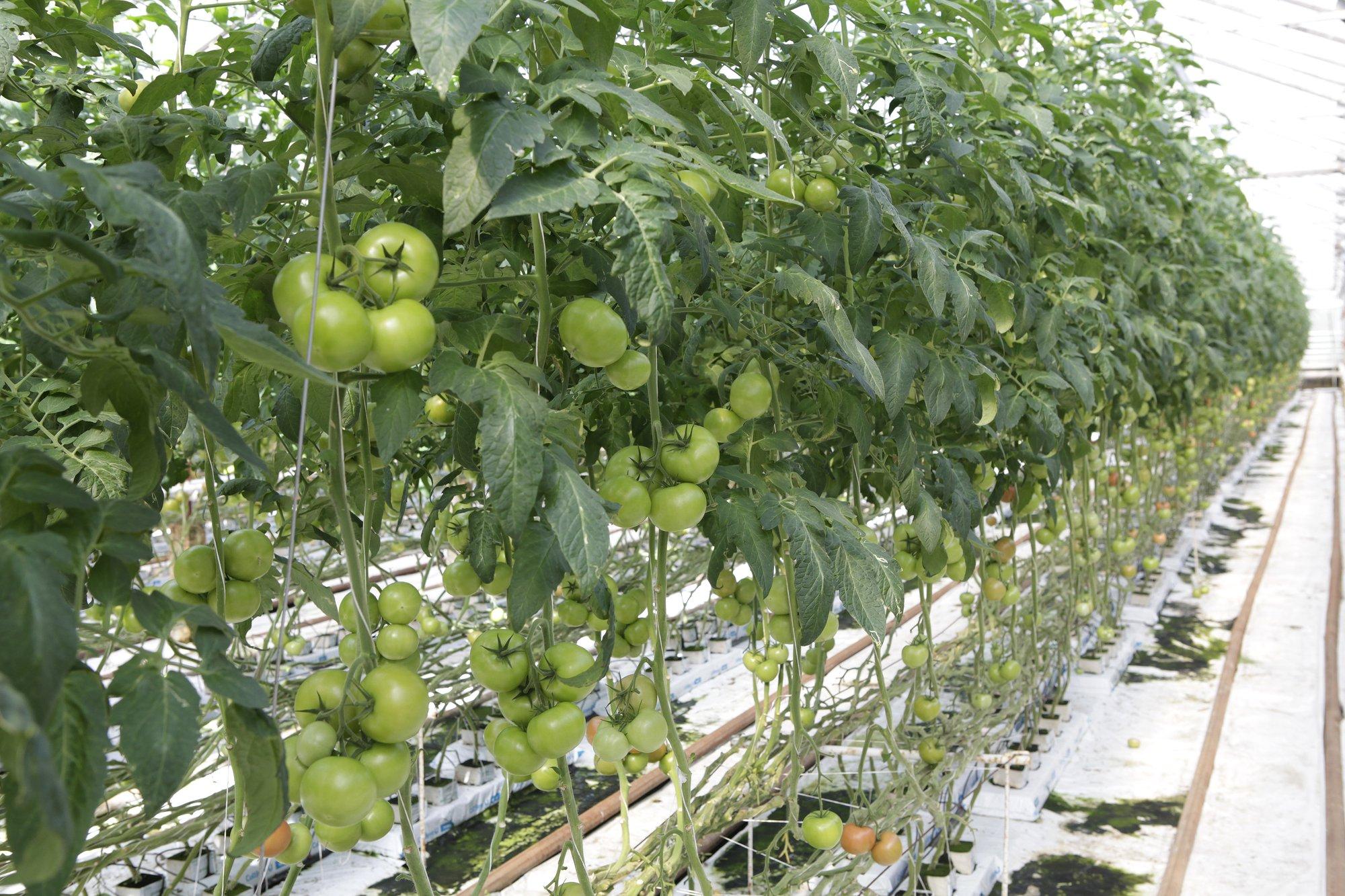 Tomatikasvatajad hädas: päikest pole, viljad ei lähe punaseks. Ingrid Bender annab nõu