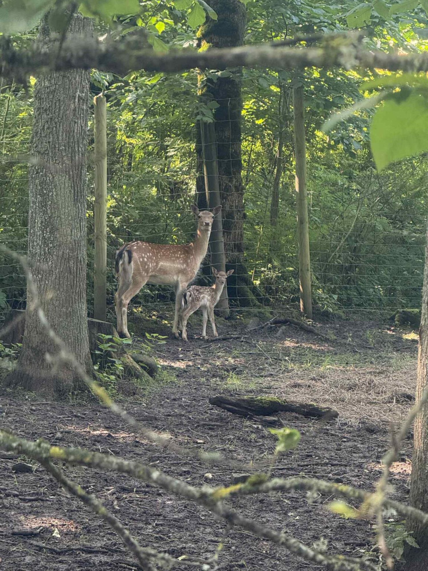 FOTOD | Elistvere loomapargis on tänavu peenikest peret