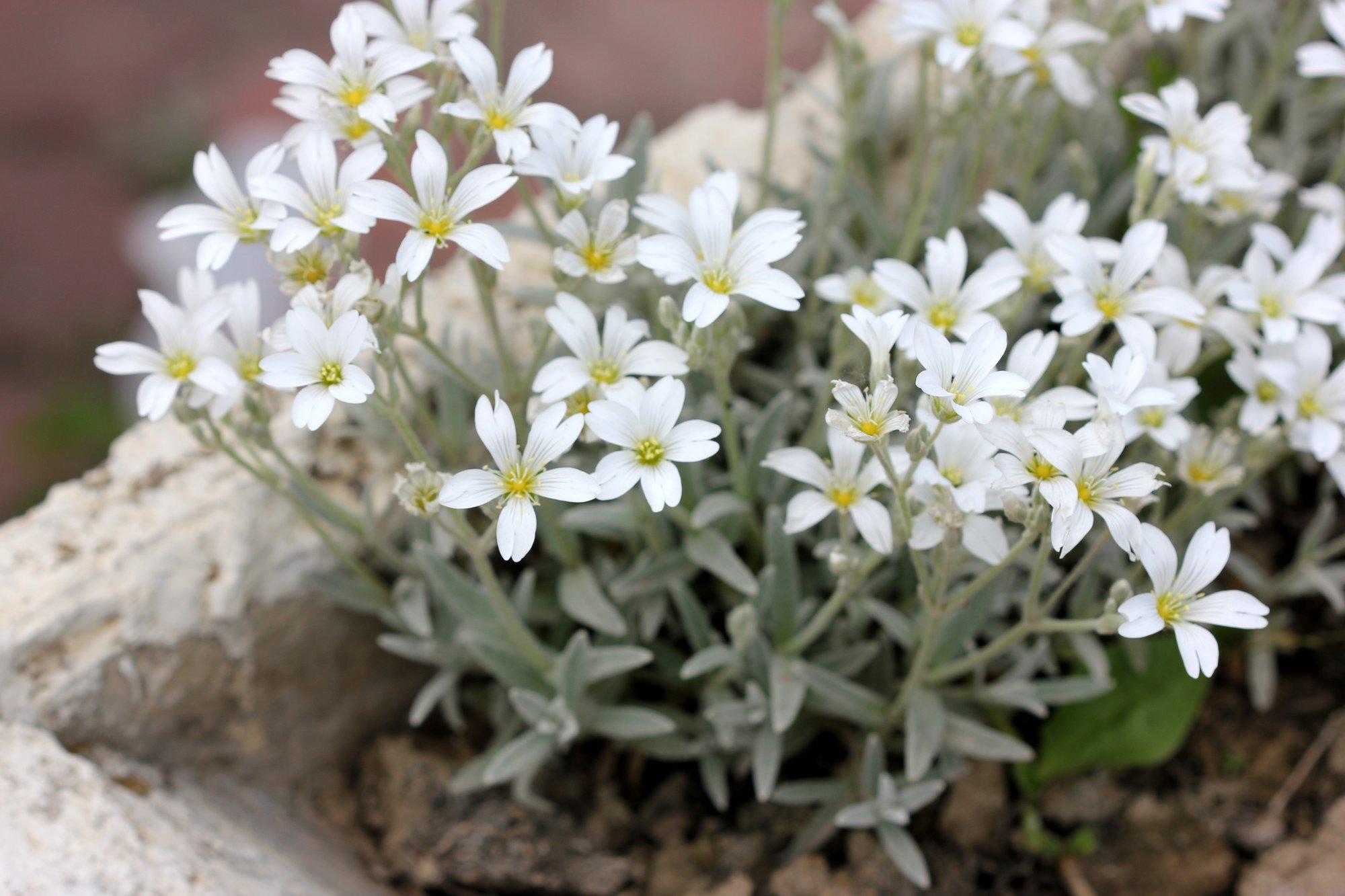 Karvane kadakkaer on hea pinnakattetaim ja hõbedane taust teistele lilledele