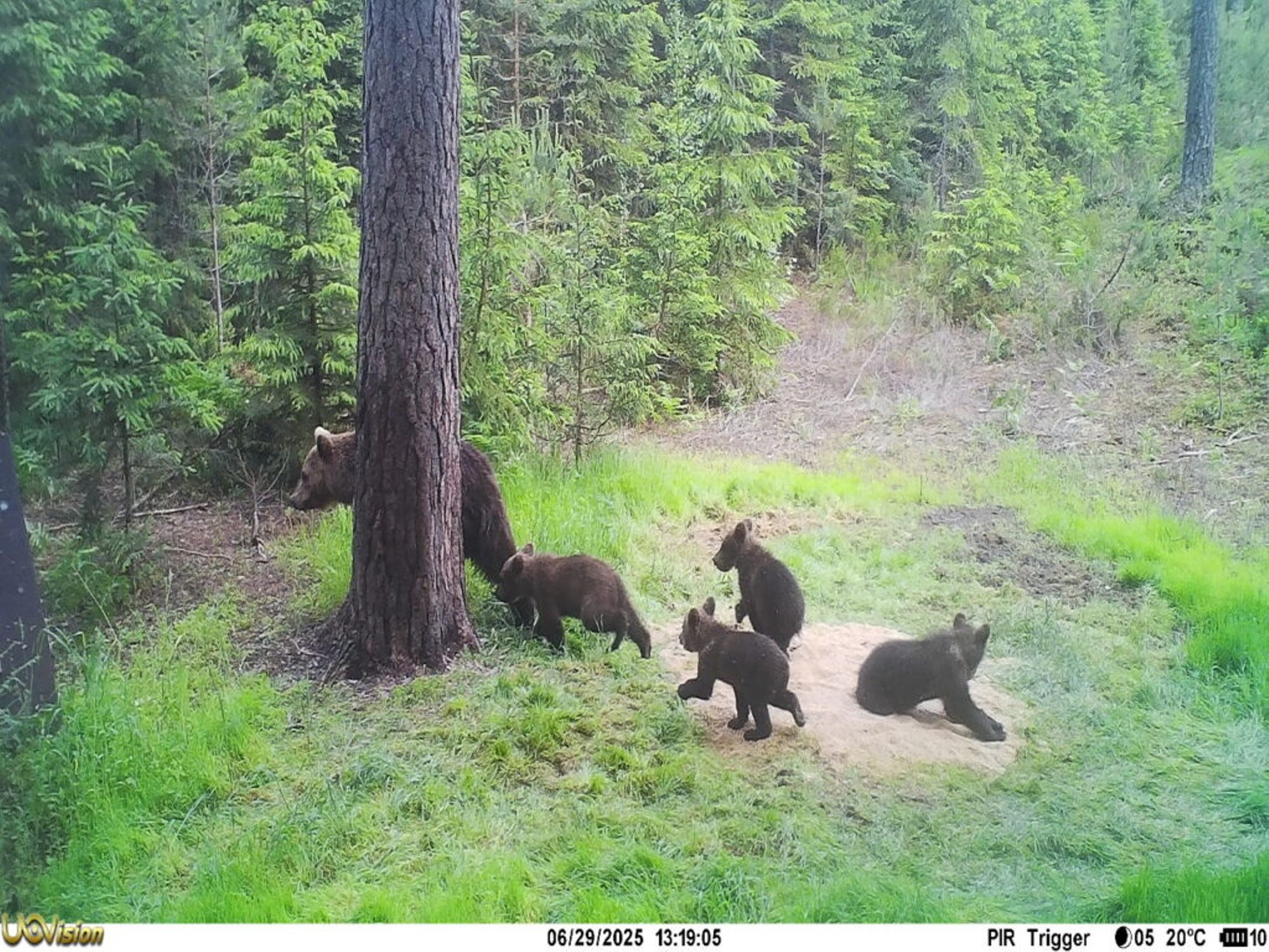 FOTO | Haruldane jäädvustus: Alutagusel sattus rajakaamera ette emakaru nelja pojaga