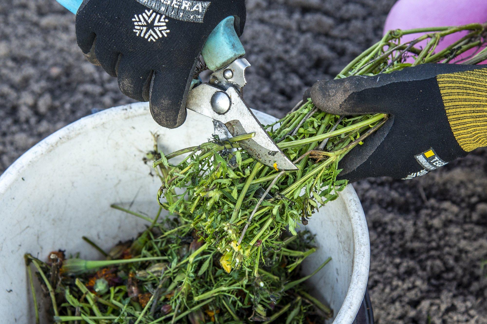 VIDEO | Põhjalik juhend, kuidas teha taimetõmmist, mis väetab ja aitab võidelda aiakahjuritega
