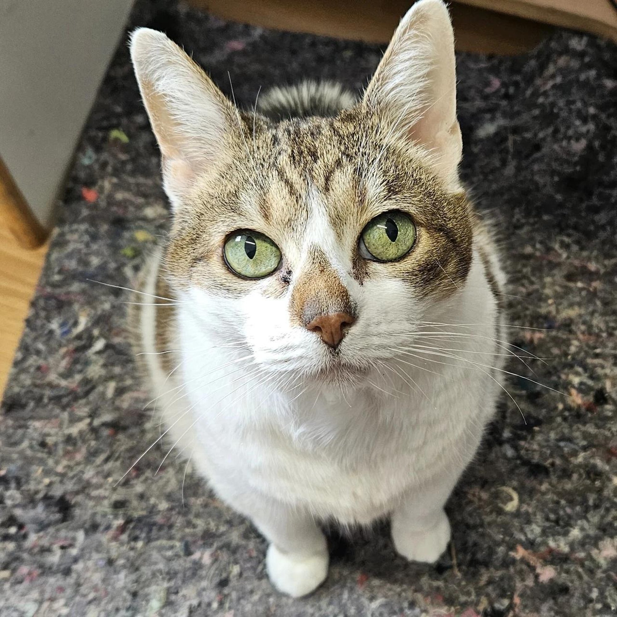 TAHAKS KOJU | Elunautleja Emma eelistab peamiselt inimeste seltskonda