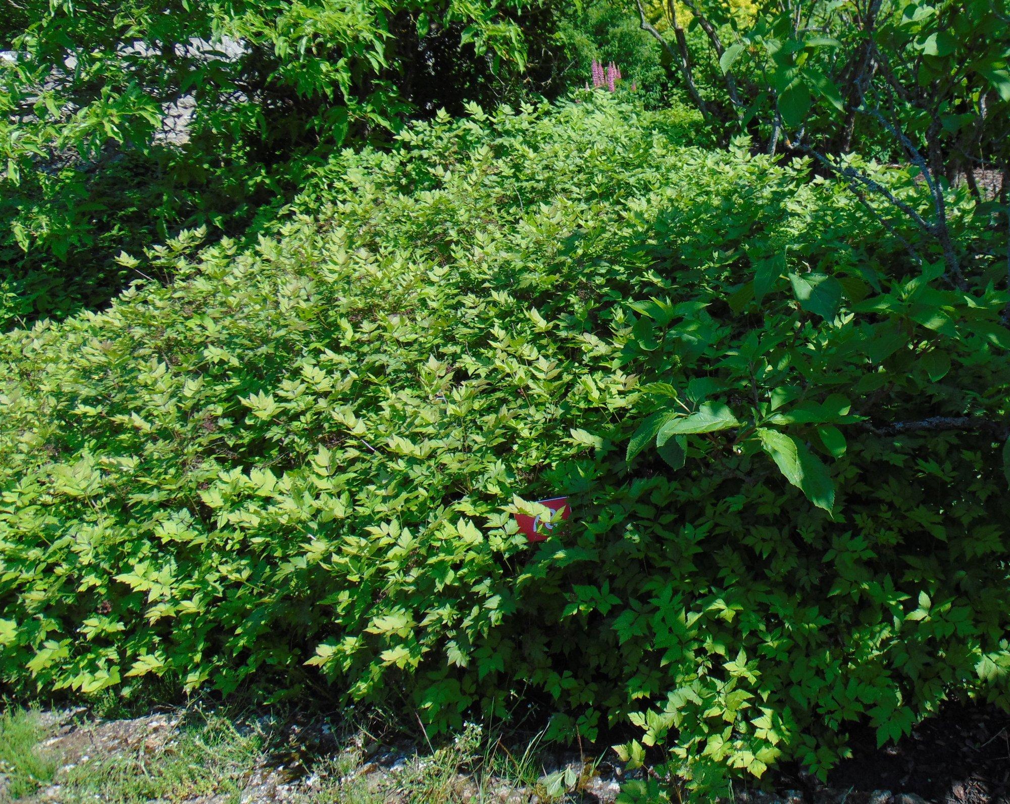 PILK AEDA: Tundmatu kollapõõsas on vägagi huvitav taim