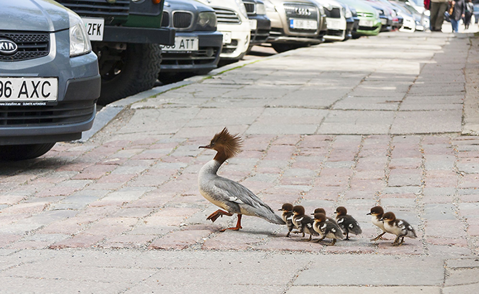 Ettevaatust, tiivulised teel! Segaduses noorlinnud võivad põhjustada liiklusõnnetusi
