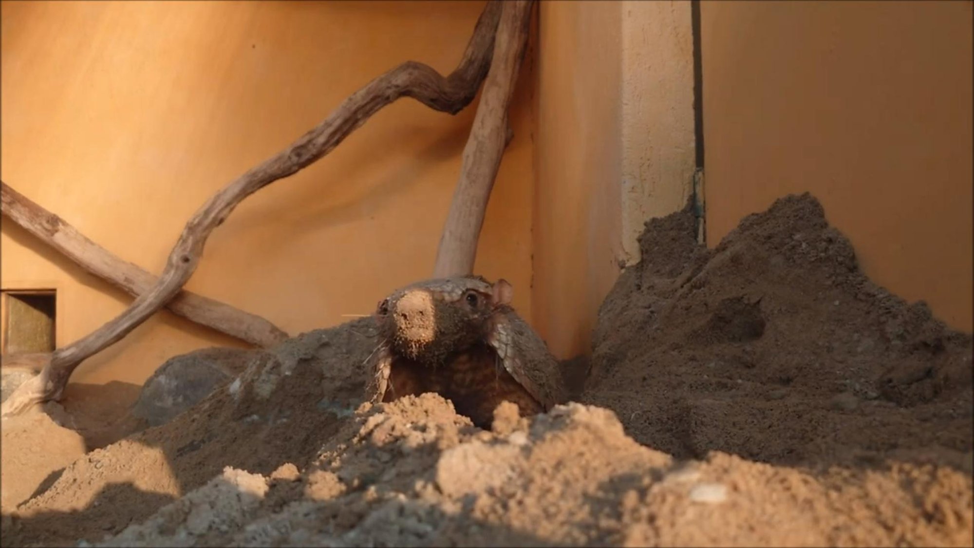 VIDEO | Liiva lendab!  Usin neljajalgne kaevur korraldab Tallinna loomaaias teetöid