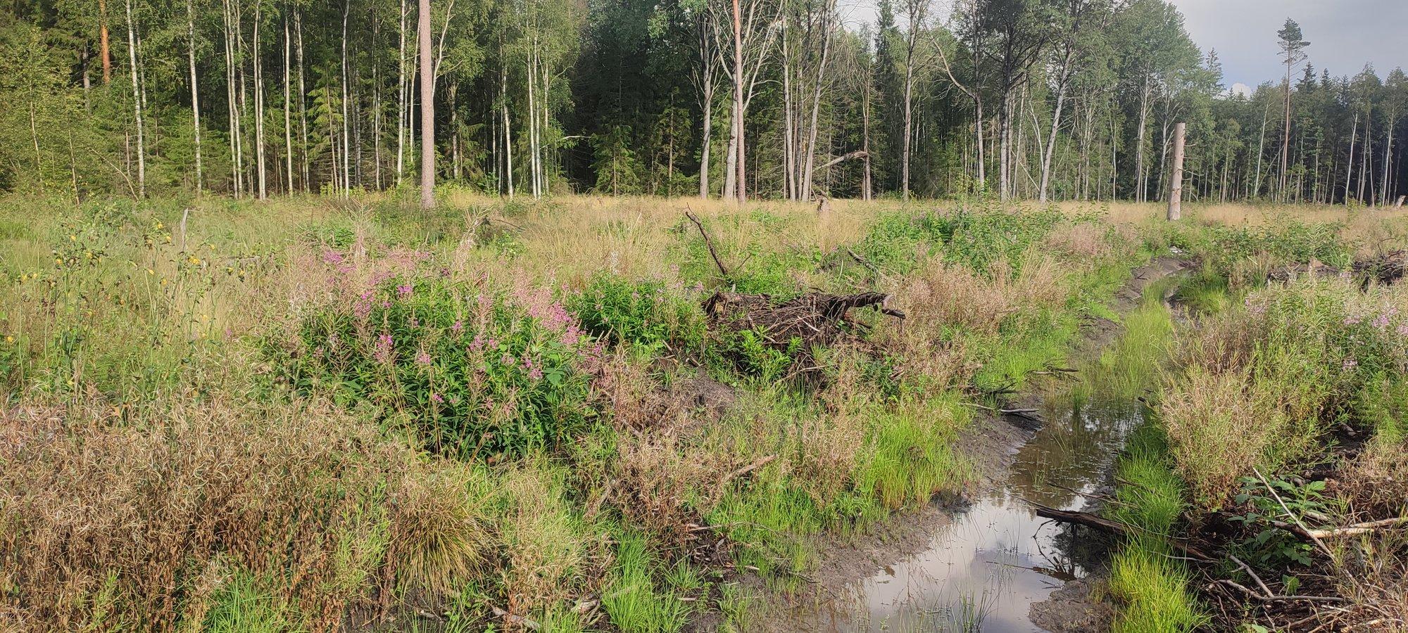 Metsamaaparandus – vajalik töö, mida saab teha ka loodust hoides