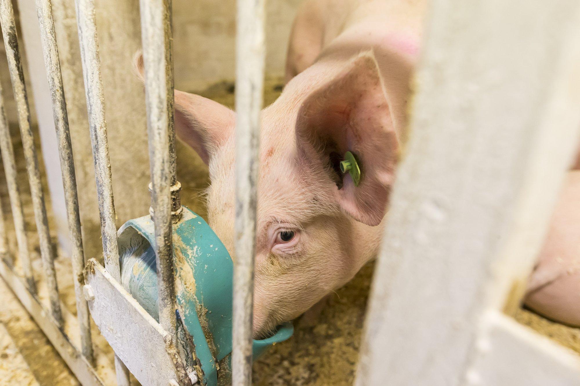 Raplamaal tuvastati sigade Aafrika katk pea 4000 seaga farmis