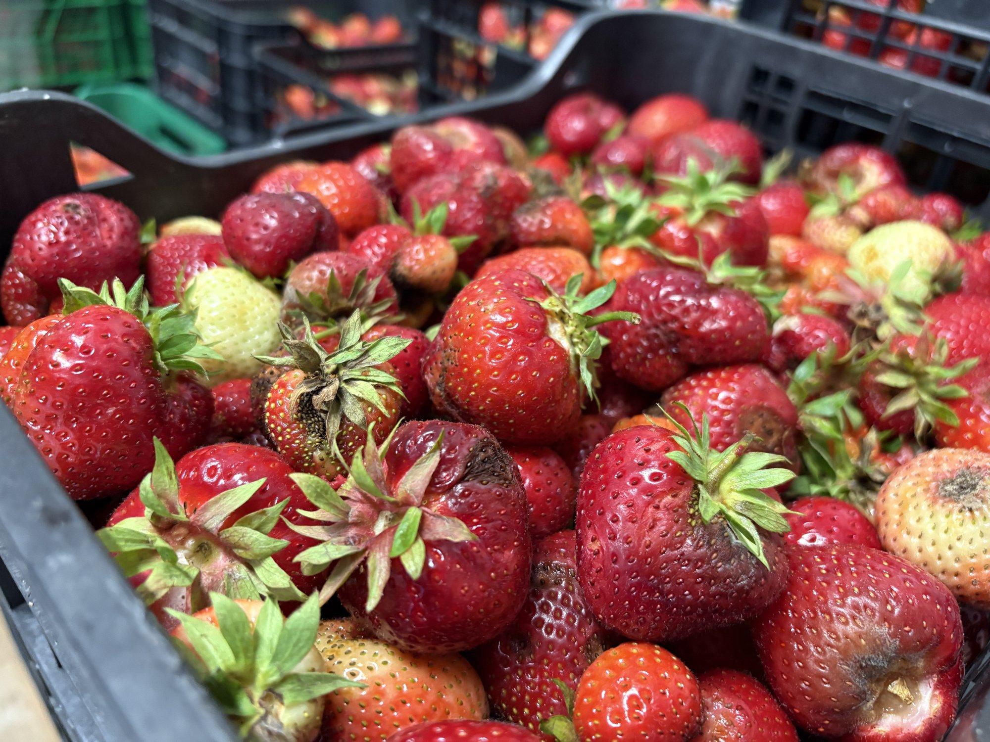 Anti Allas ja Piret Hartman: põllumehed on hädas. Toidu käibemaksu alandamine jätaks meie majanduse ellu