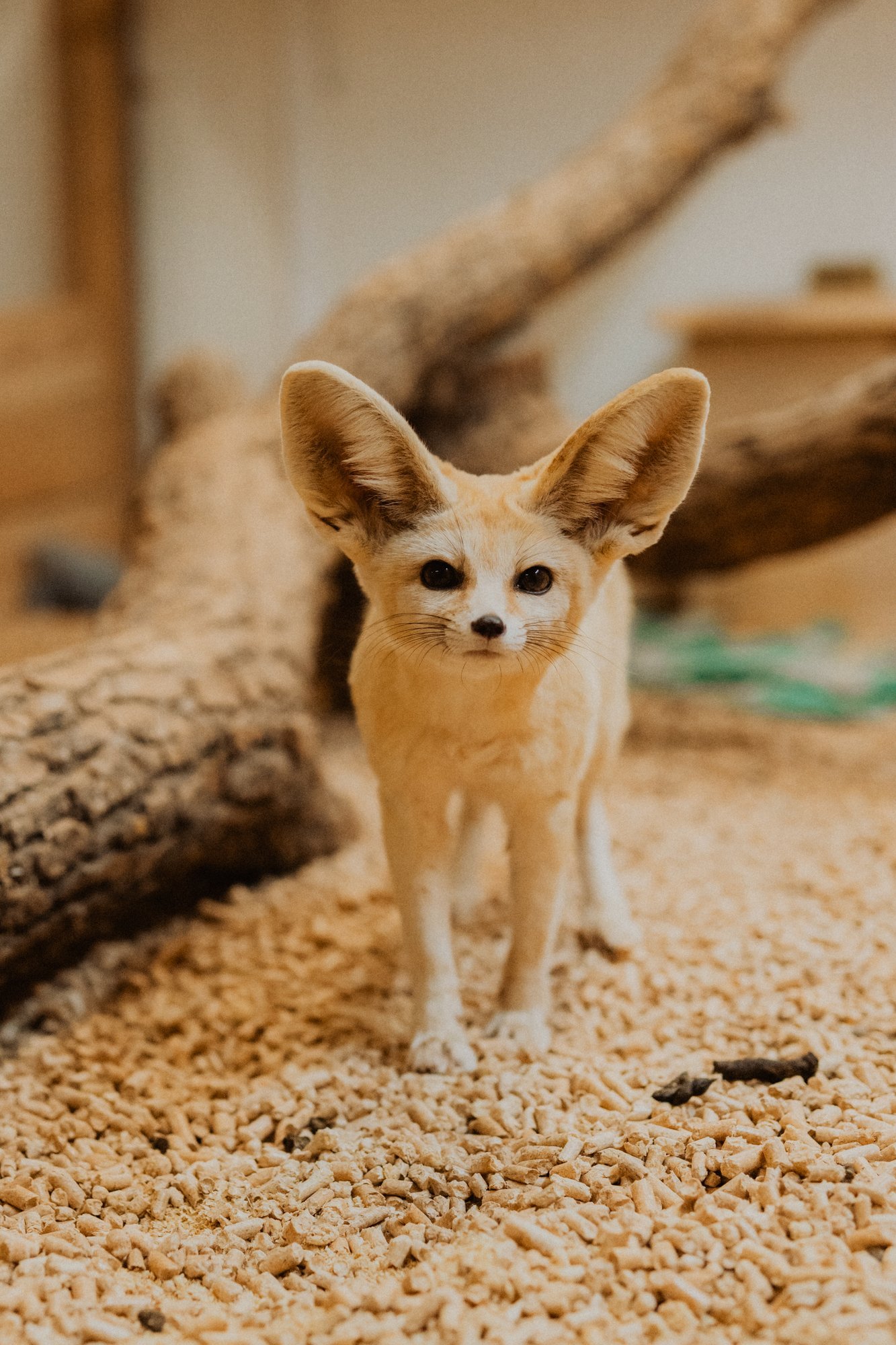 FOTOD | Kõrberebasest sebrani – Eesti talude loomad pole sugugi vaid lehmad-lambad