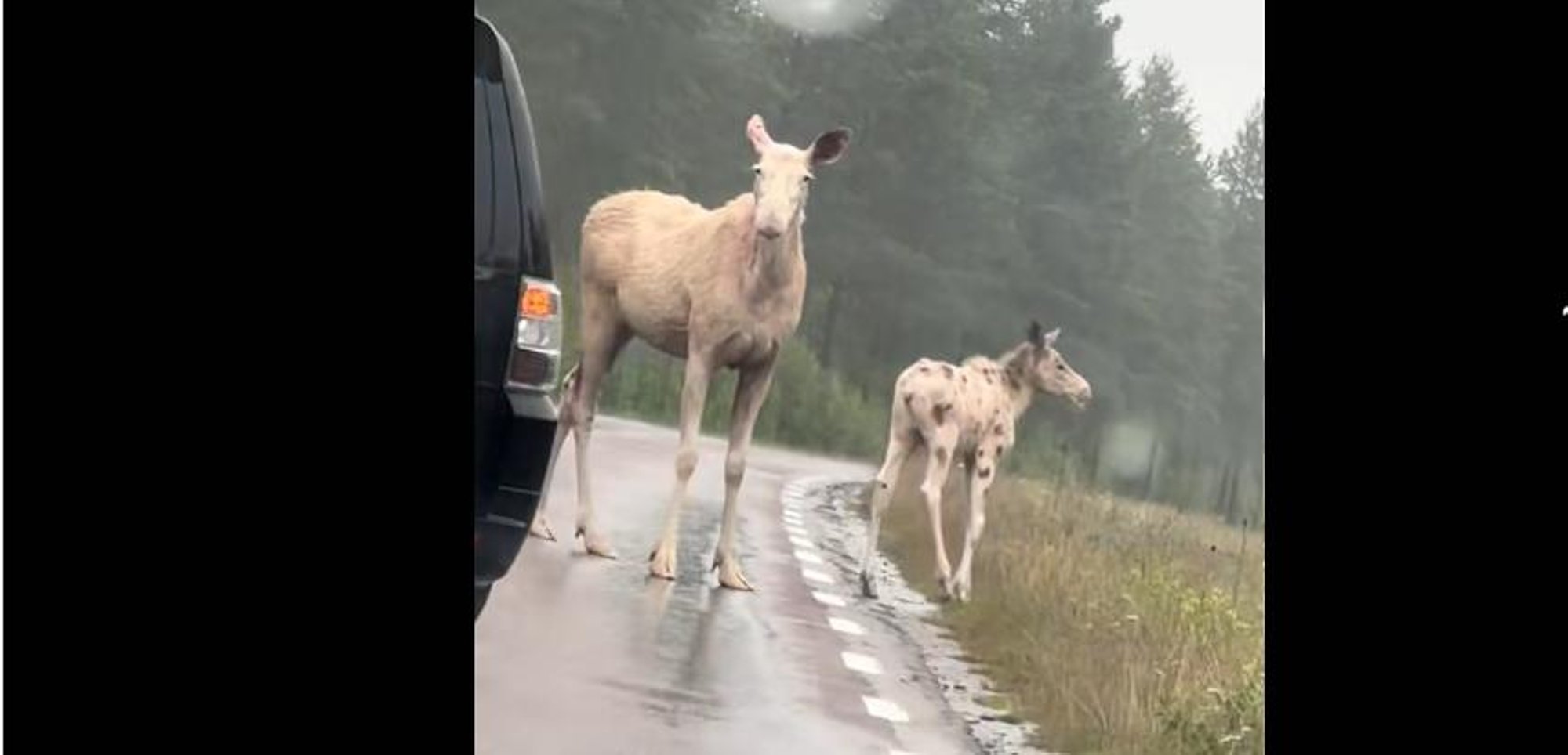 VIDEO | Haruldane vaatepilt: Rootsis jäi kaamera ette lumivalge põdraema koos täpilise vasikaga