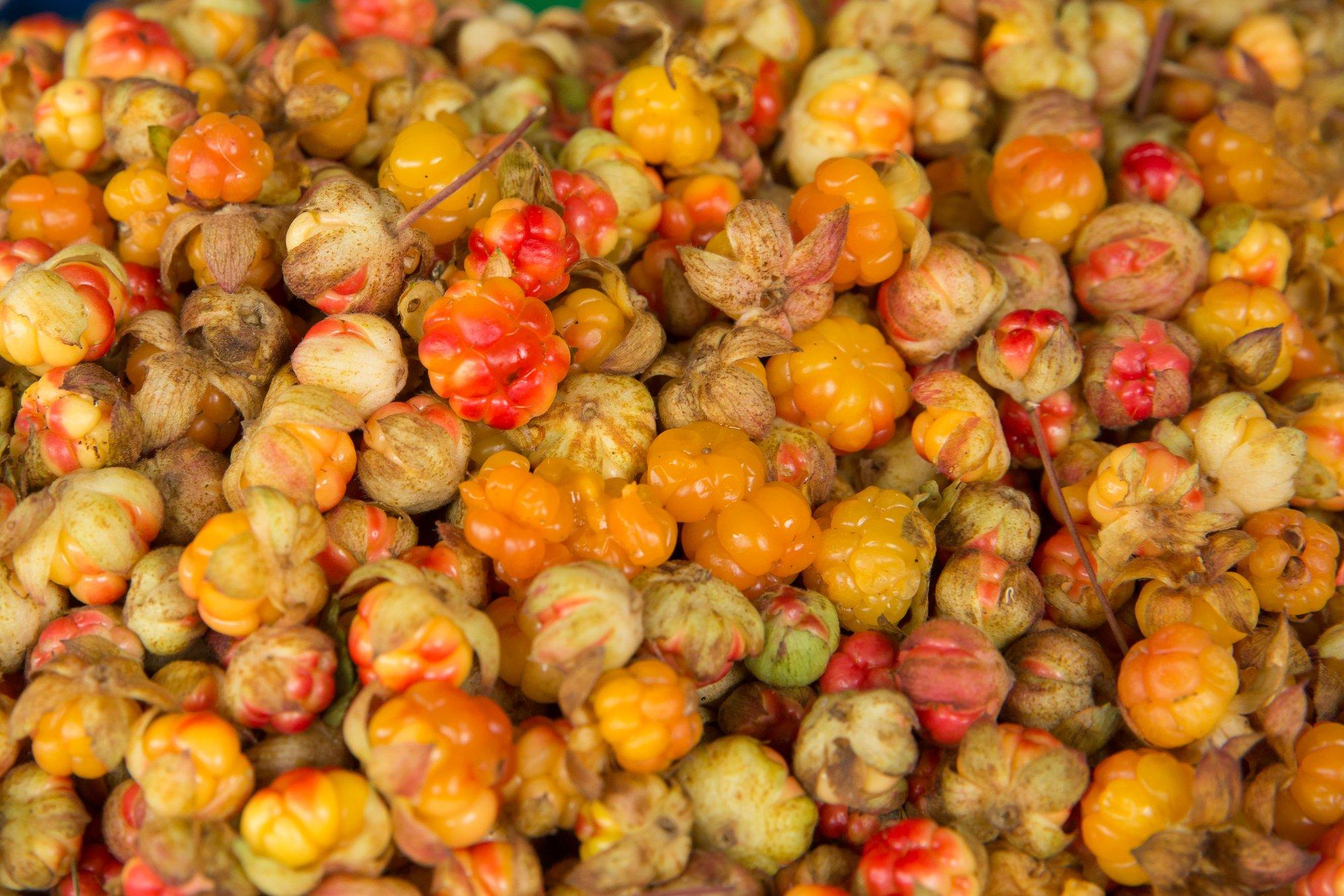 Soomlased otsivad murakaid tikutulega taga, Eestis on neid küllaga