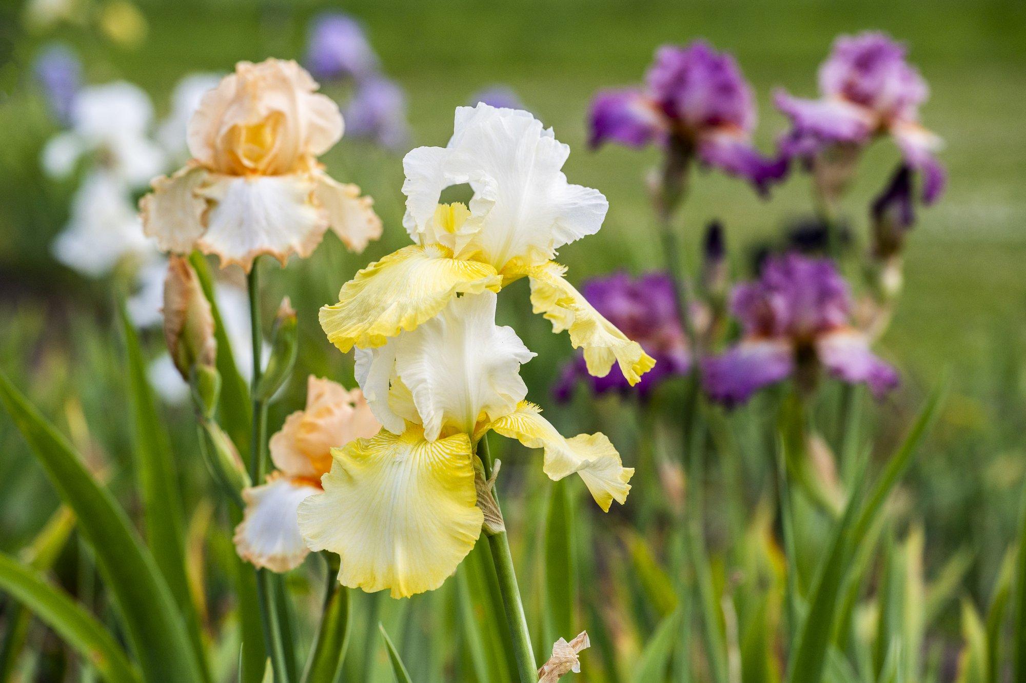 Aediiriste ümberistutamiseks on kõige sobilikum aeg kaks nädalat pärast õitsemist
