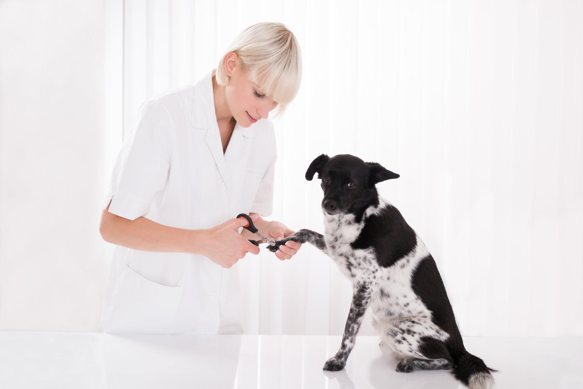 See tüütu küüntelõikus! Millised koeratõud vajavad pidevat maniküüri ja kes saavad peaaegu ilma hakkama?