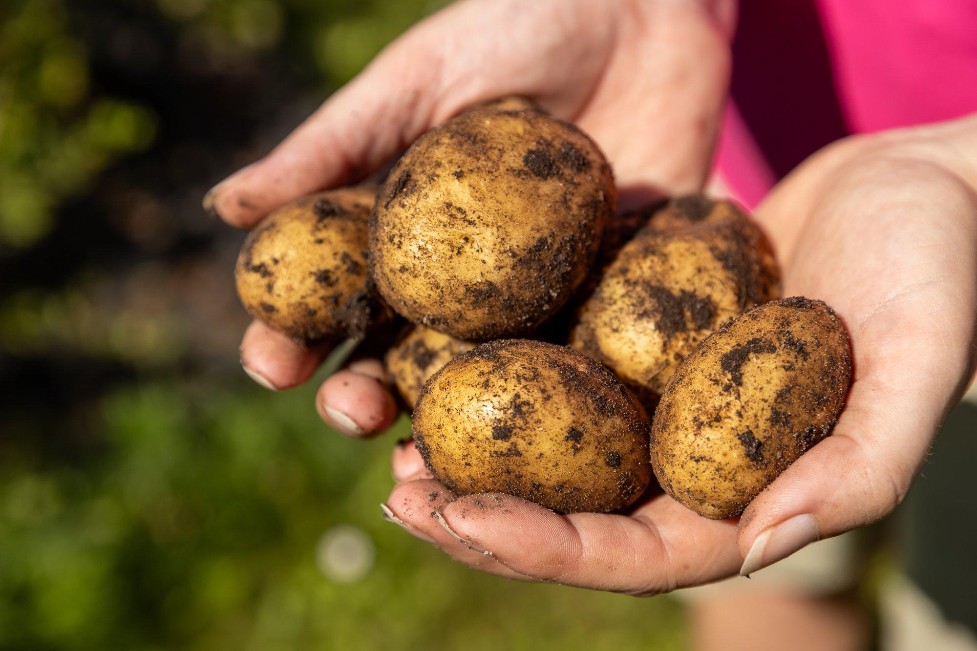 ÜLEVAADE | Turgude hinnarekordi on seekord püstitanud Eesti kartul