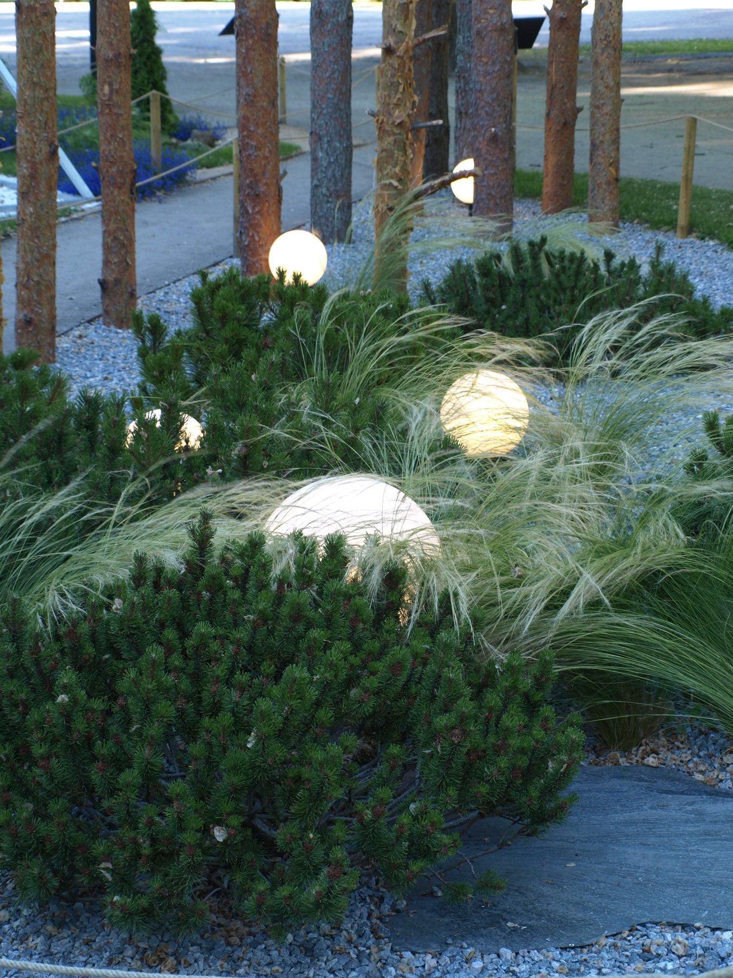 Kõrrelised pikendavad aiailu talveni välja. Põhjalik ülevaade mida valida ja kuidas kasvatada