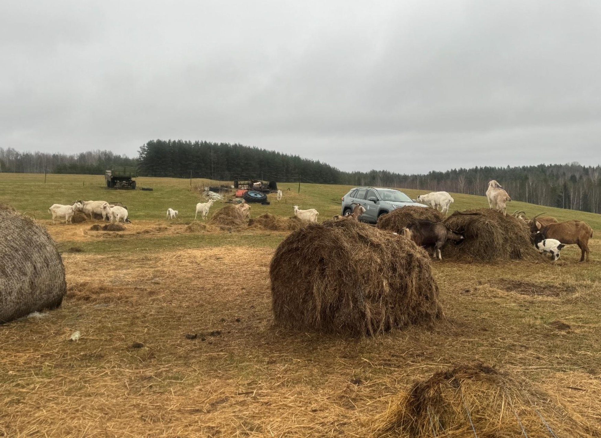 Kitsetallede surmas süüdimõistetud talunik: „Neid sureb nagu robin“