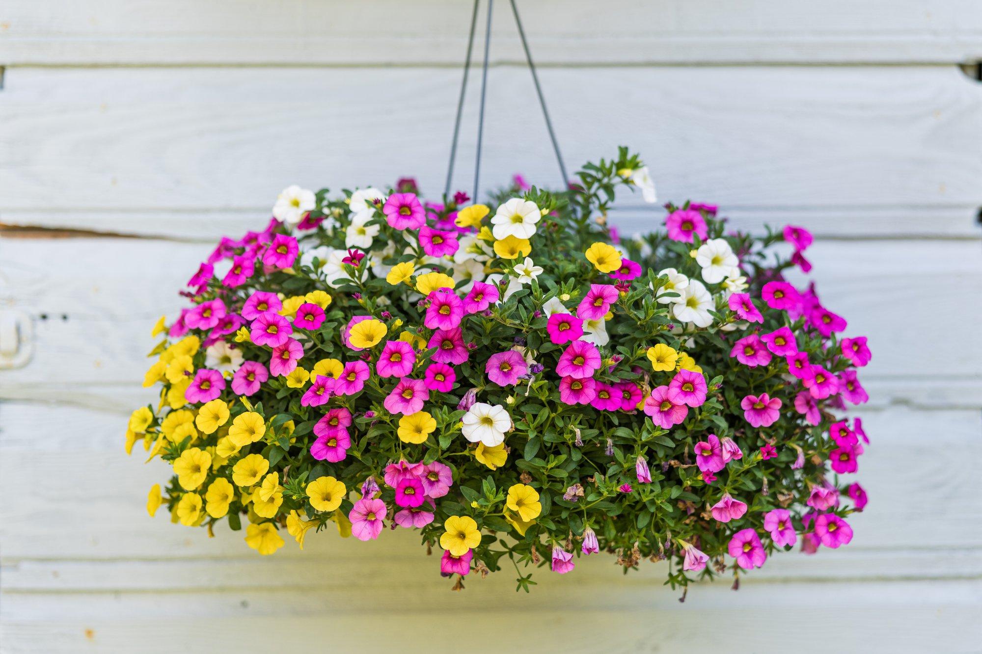 Eva Luigas annab nõu, kuidas lilleampli eest hoolitseda ja mida teha, kui taimed ei taha õitseda