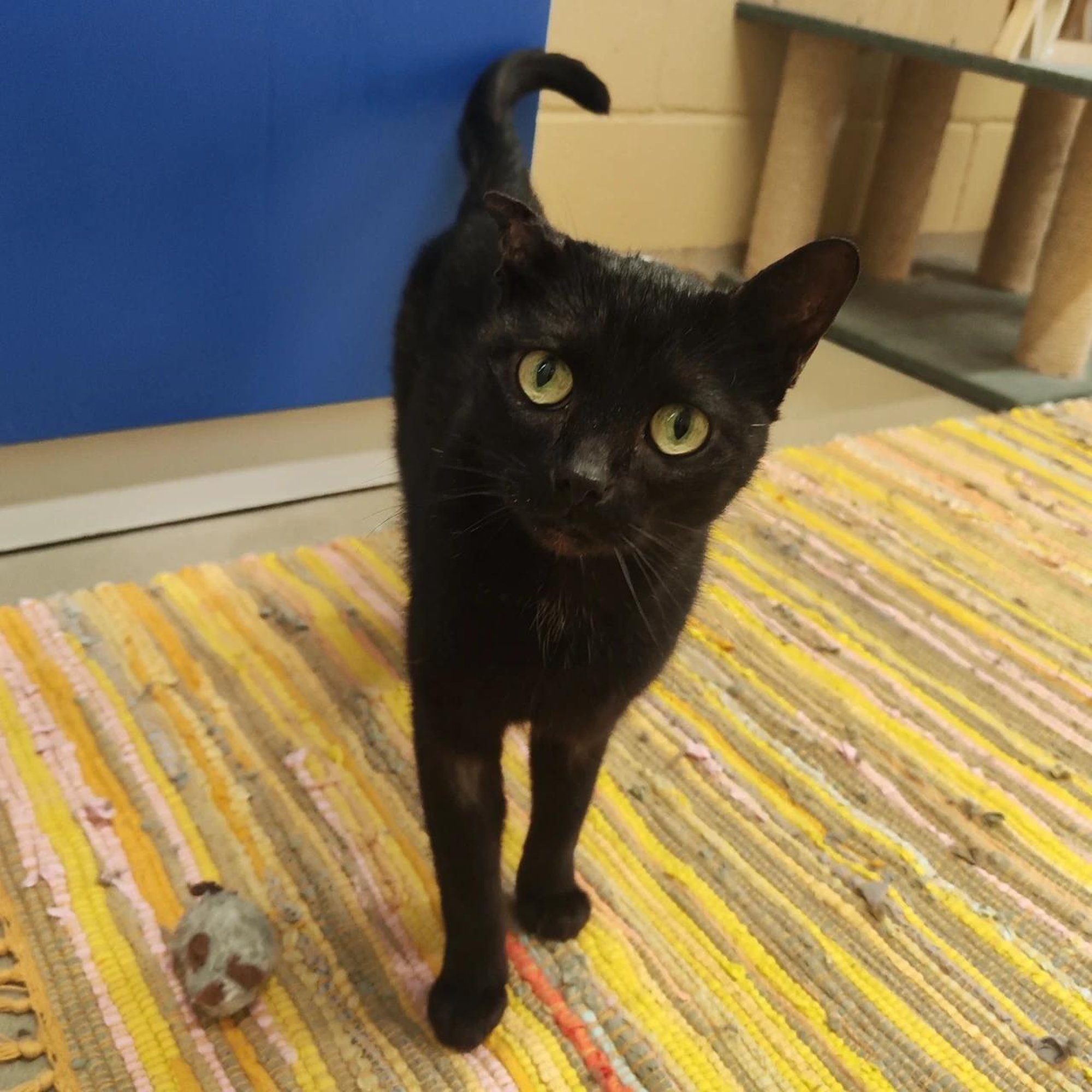 TAHAKS KOJU | Inimestega ülisõbralik Bonny on nii pehme ja sile, et nagu polekski päris!