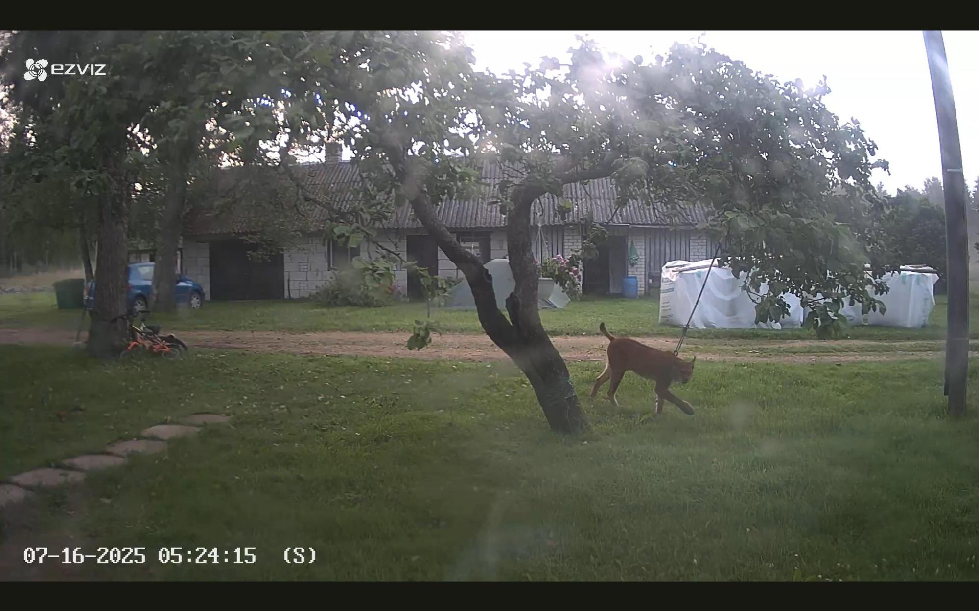 VIDEO | Ilves ajas taluhoovis taga kodukassi