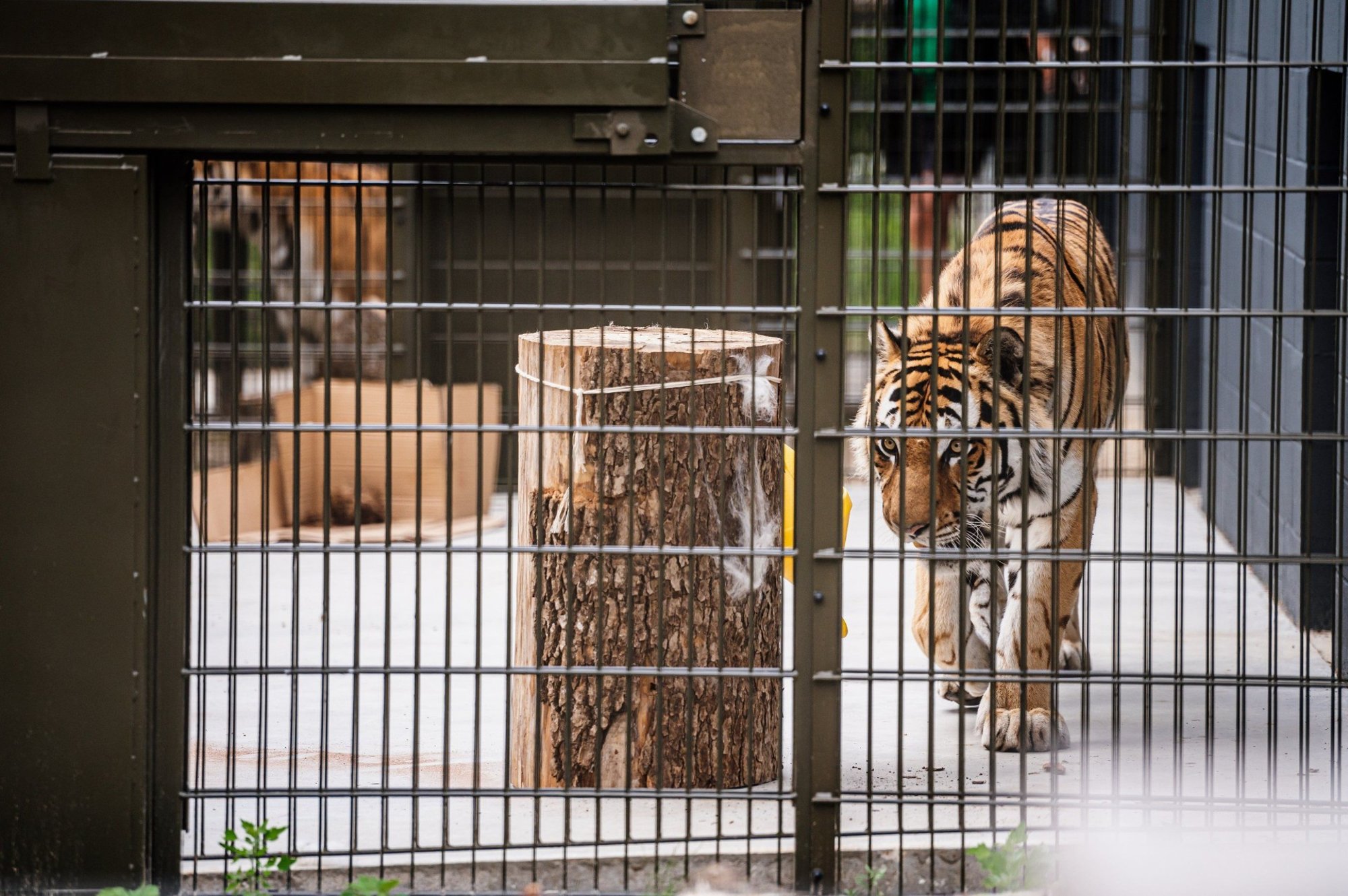 Maailma suurim kaslane kutsub laupäeval külla