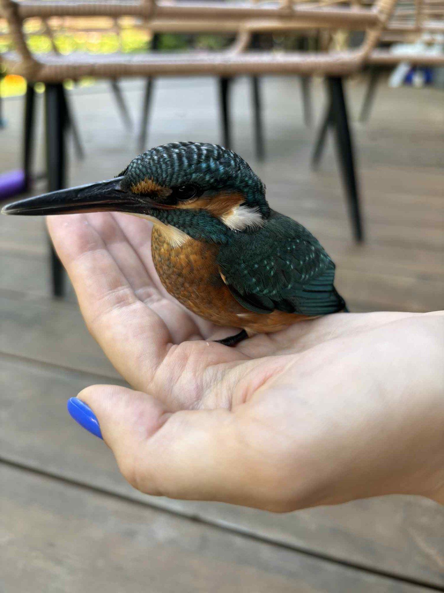 FOTOD | Tiskres lendas vastu elumaja akent haruldane jäälind