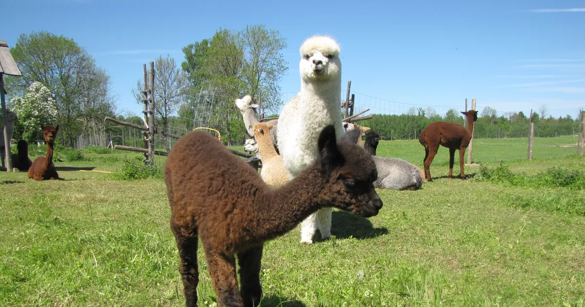 ​Alpakafarmi peremees taudiohust: oleme tootmistalu ja külastajad ei käi loomi paitamas ja söötmas