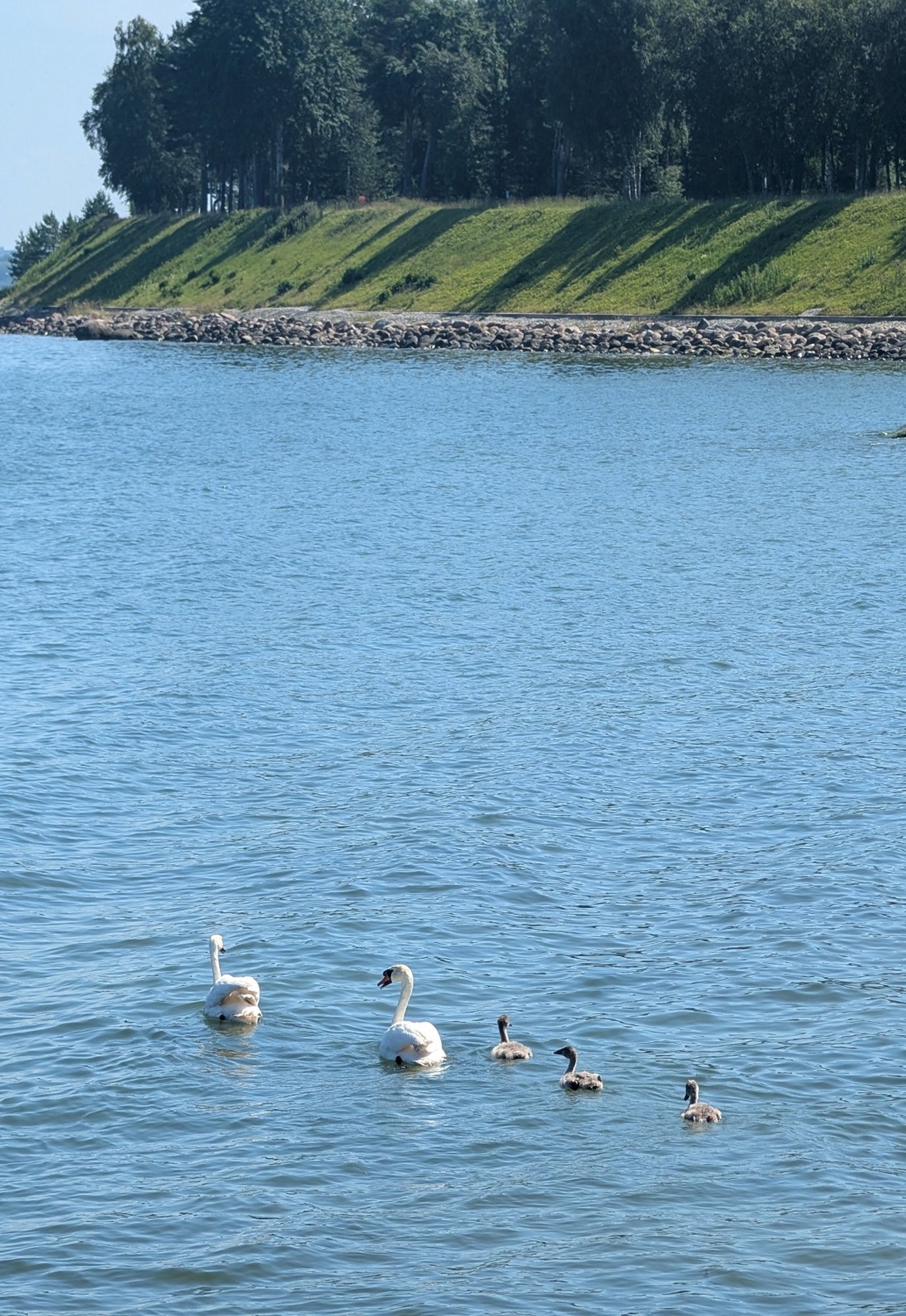FOTOD | Haaberstis päästeti aia vahele kinni jäänud luiged