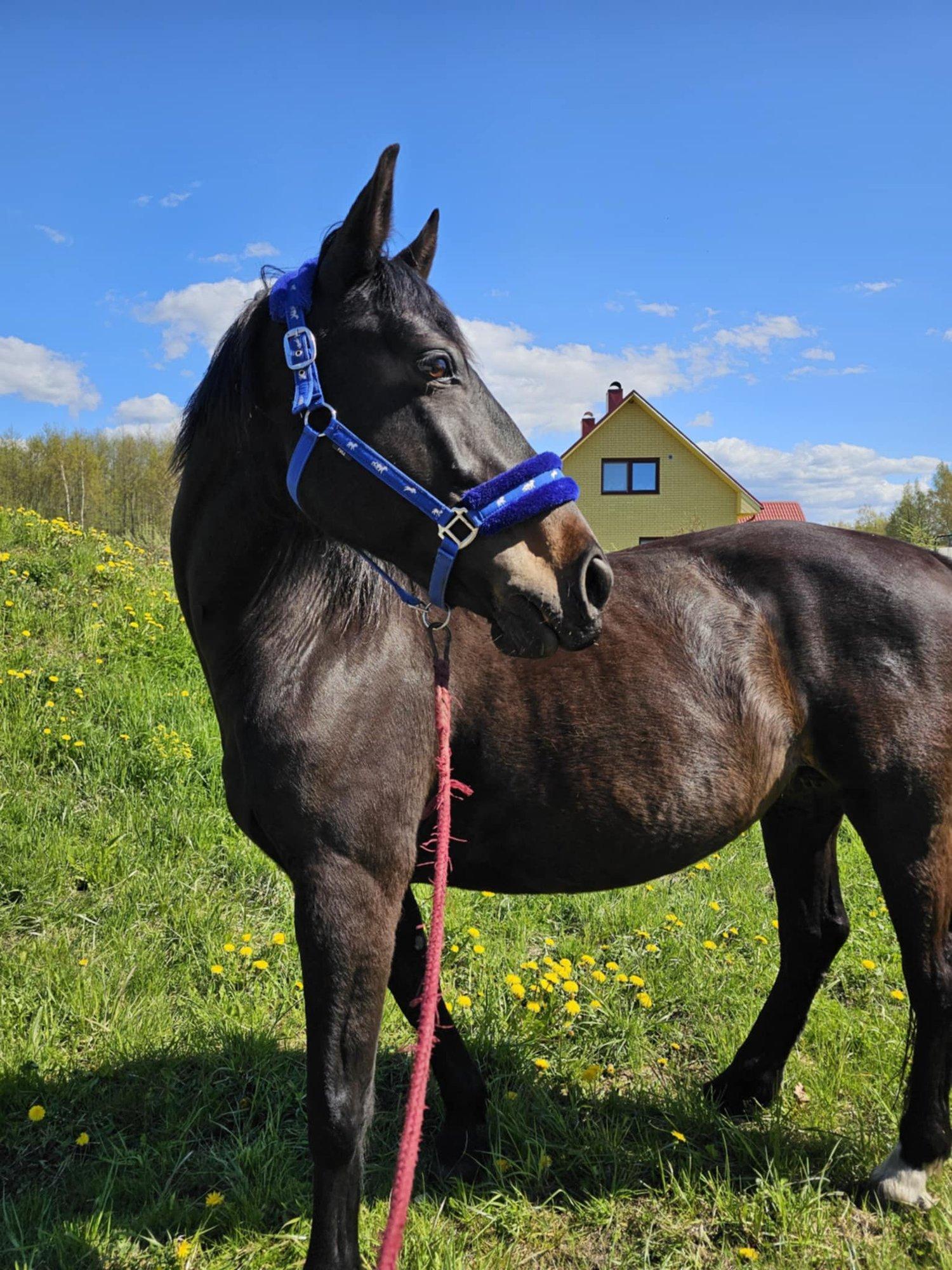 Äraaetud hobused müüakse ju maha? Leedulased parseldavad kurnatud suksusid Eestist orjatööle