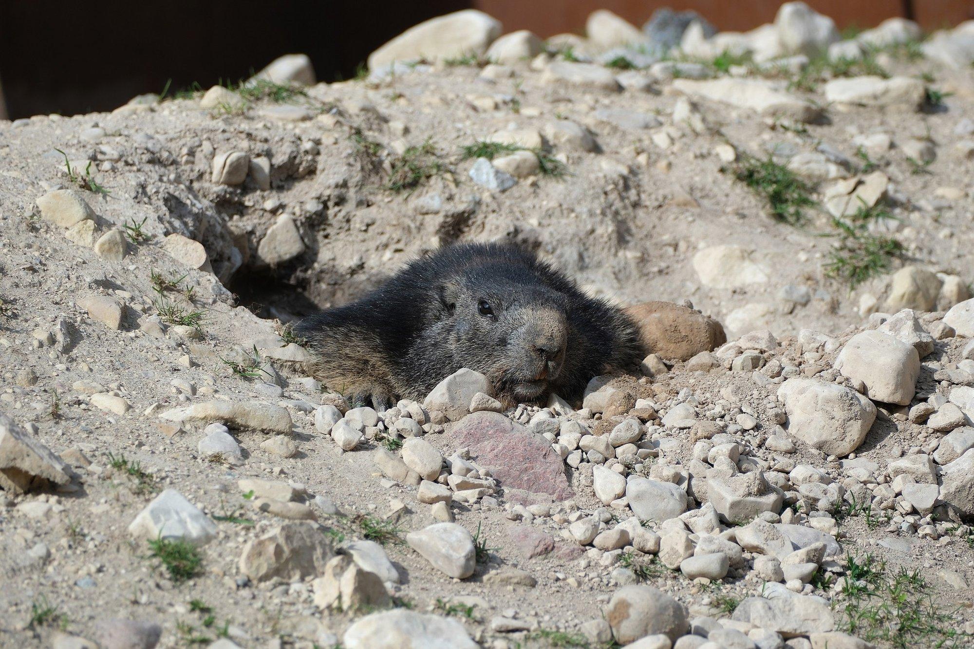 Suur põgenemine Tallinna loomaaias: alpi ümisejat otsiti koos abilistega mitu päeva