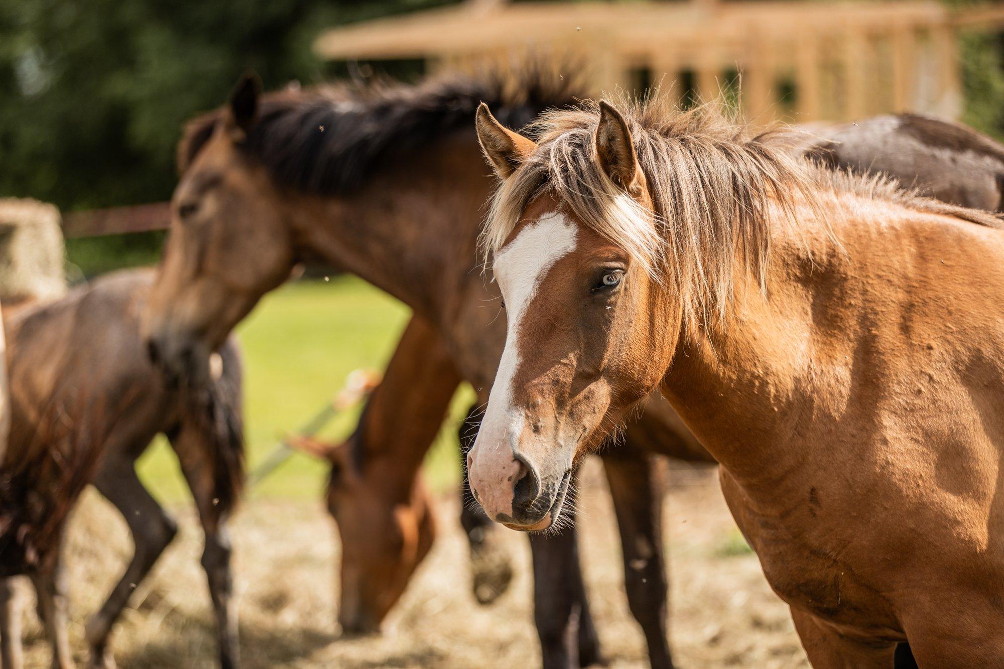Karu ründas Lätis hobusekarja