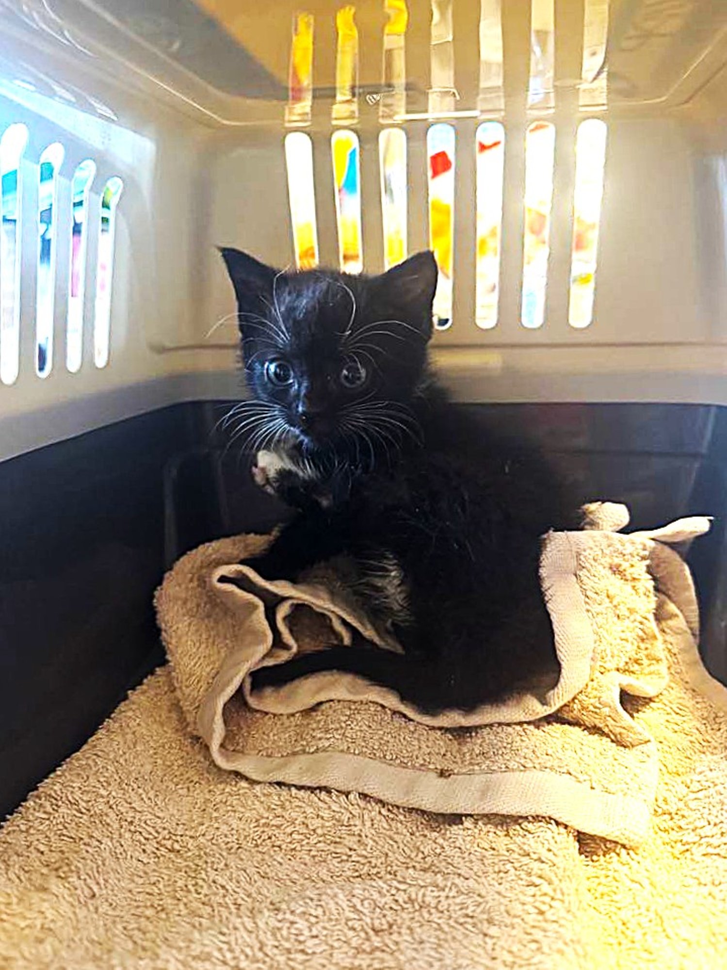 FOTO ja VIDEO | Haapsalu lähedal hüljati vihmasesse parklasse vaid ühekuune kassipoeg