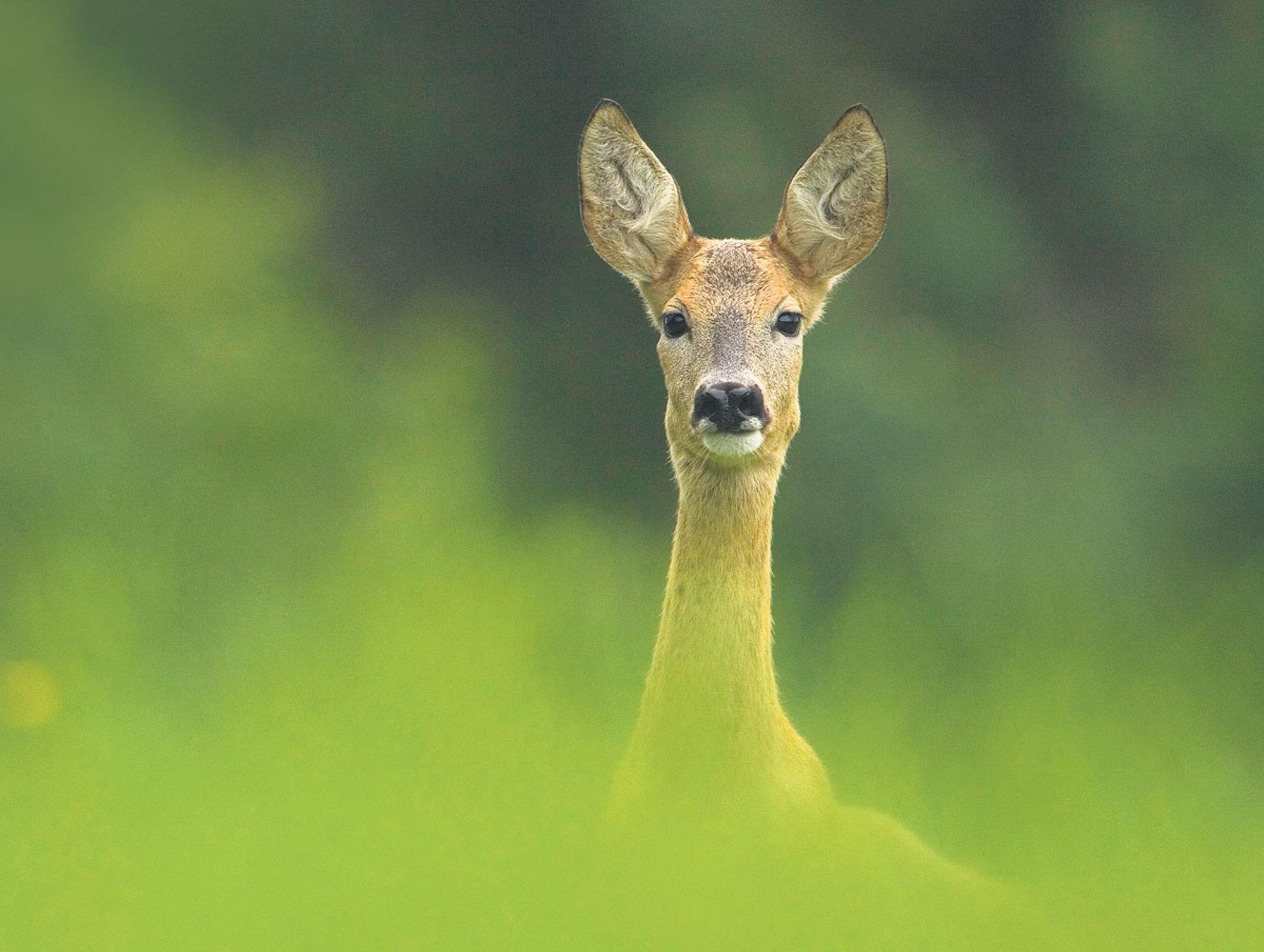 VIDEO | Alanud on kitsede paaritumise kõrgaeg. Liikluses tasub olla ettevaatlik