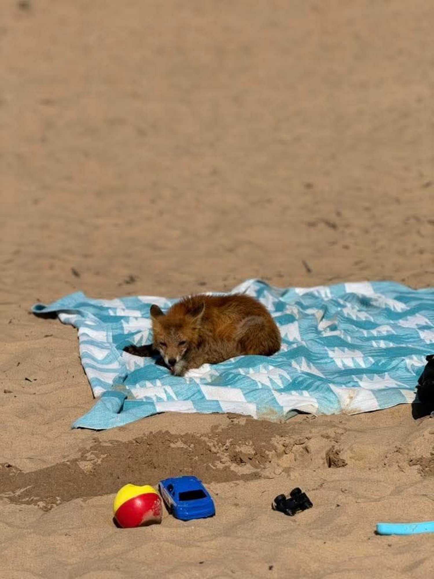 Narva-Jõesuu uljastel suvitajarebastel tuli puhkus katkestada ja ravile minna