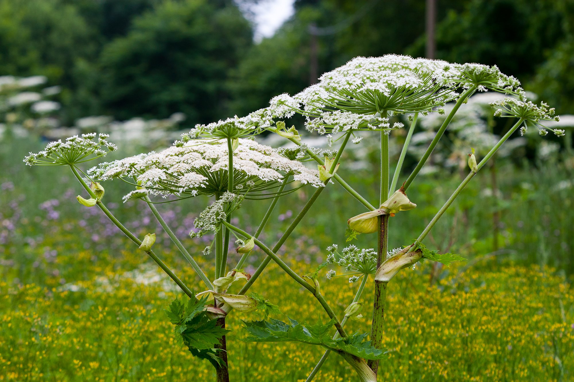Terviseamet hoiatab: karuputke võõrliigid põhjustavad tugevaid nahakahjustusi
