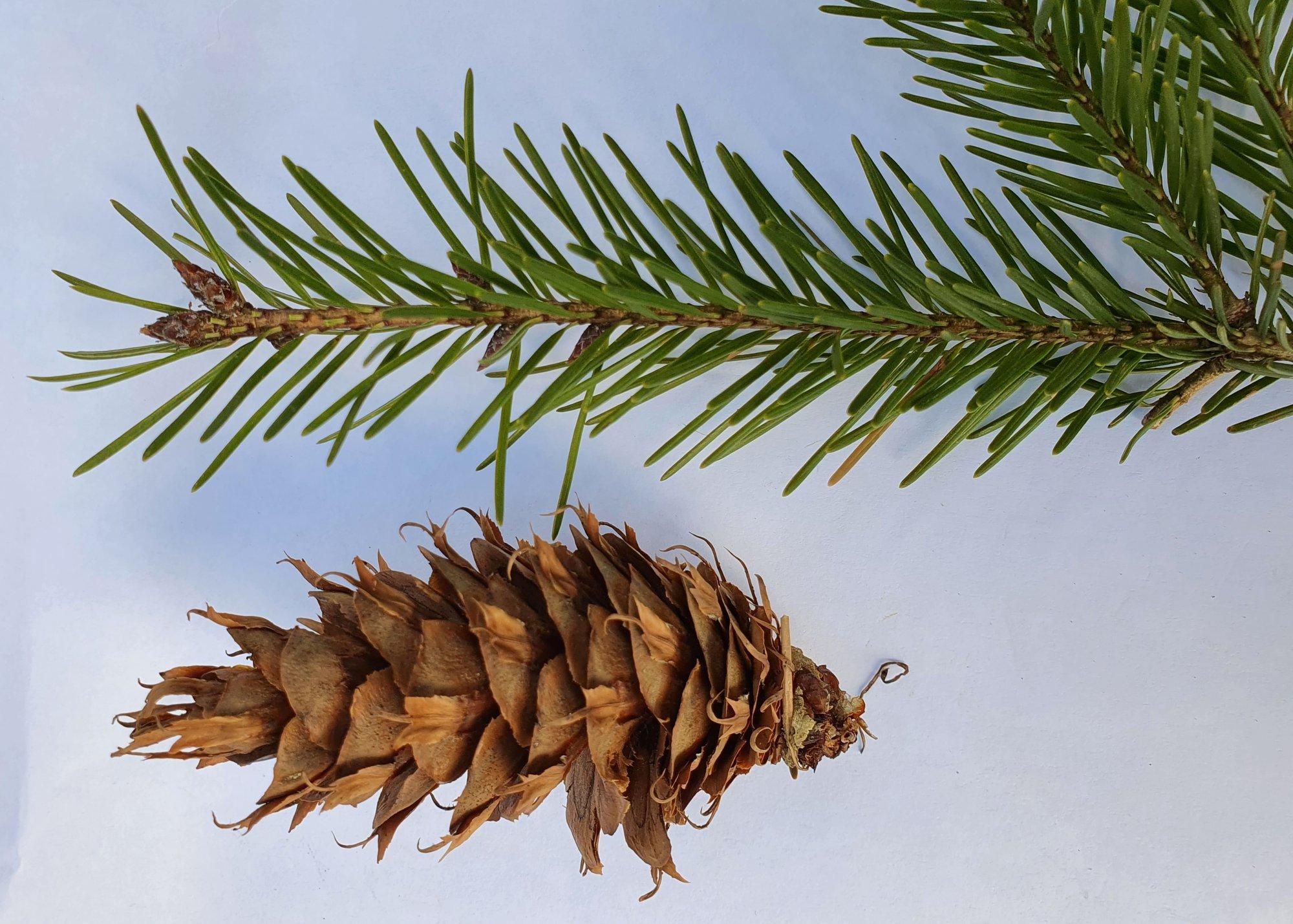 Ebatsuuga tunneb ennast Eestis hästi