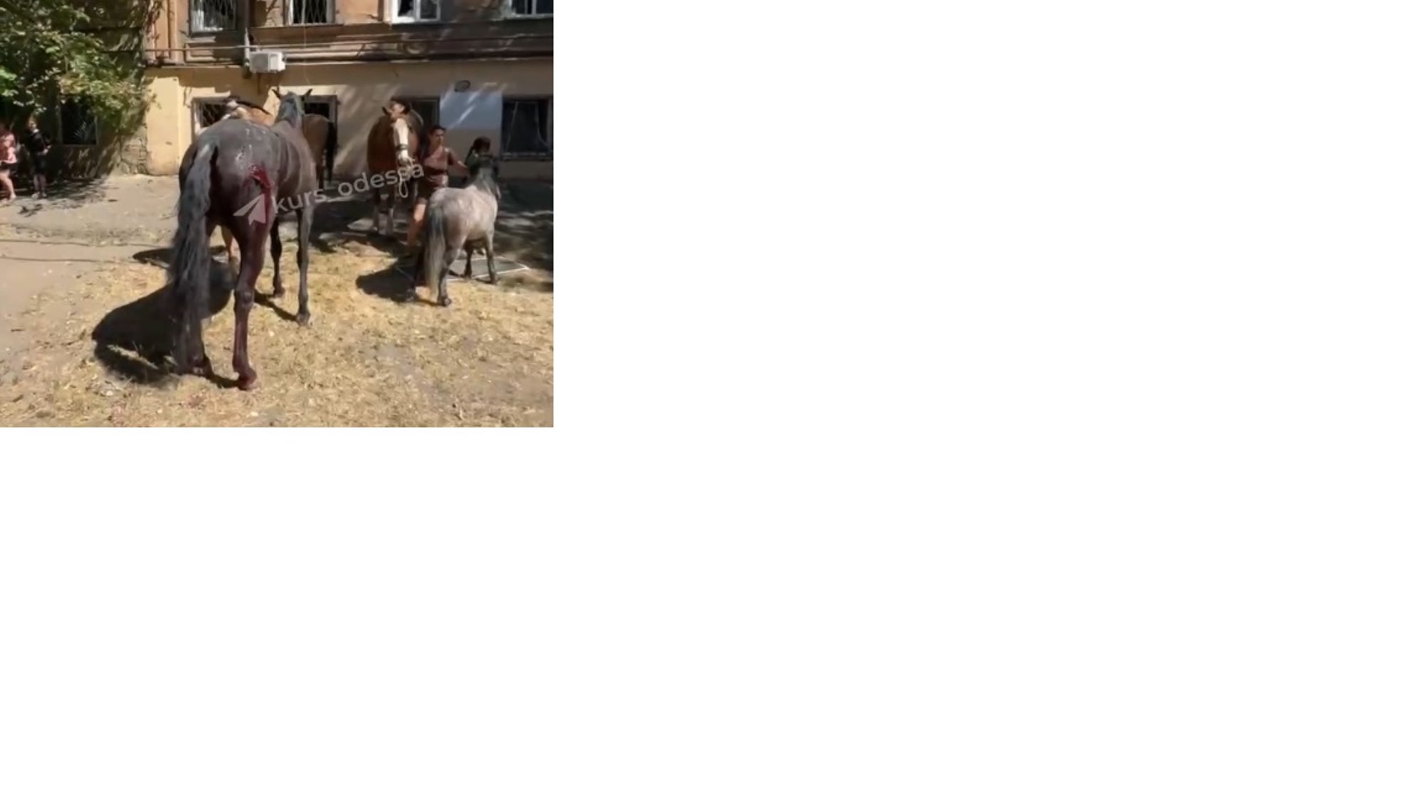 VIDEO | Vene droonirünnak tabas Odessas hobusetalli. Üks loom hukkus, teised said viga