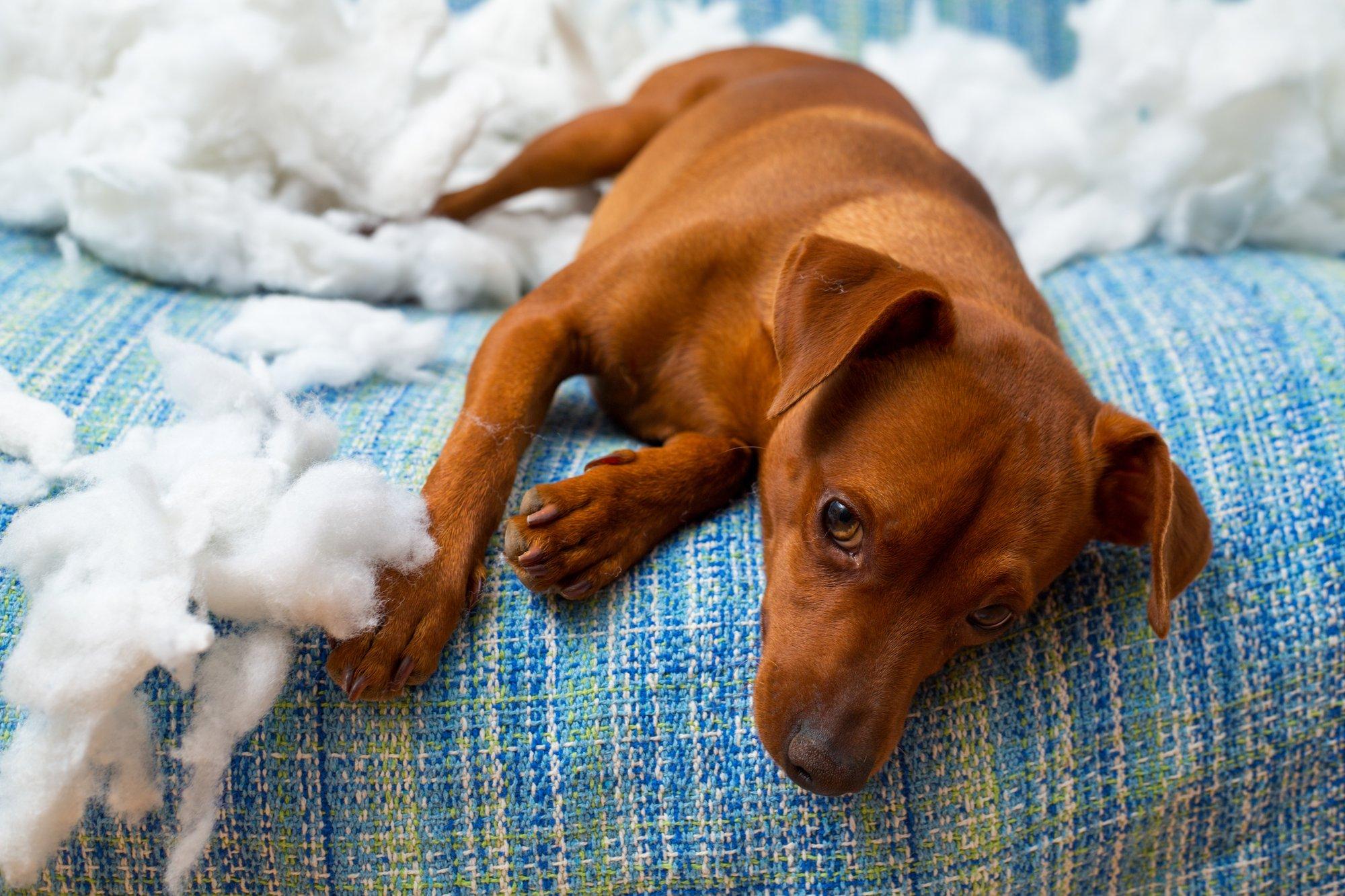 Korraks sõbra juurde jäetud koer tekitas ligi 2000-eurose kahju