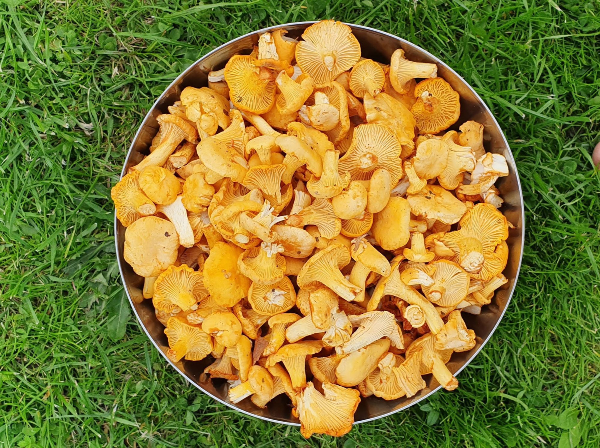 Nõuanded ja retseptid | Kukeseened otse pannile ja valmis! Kuidas ja mida veel valmistada eestlaste lemmikseentest?