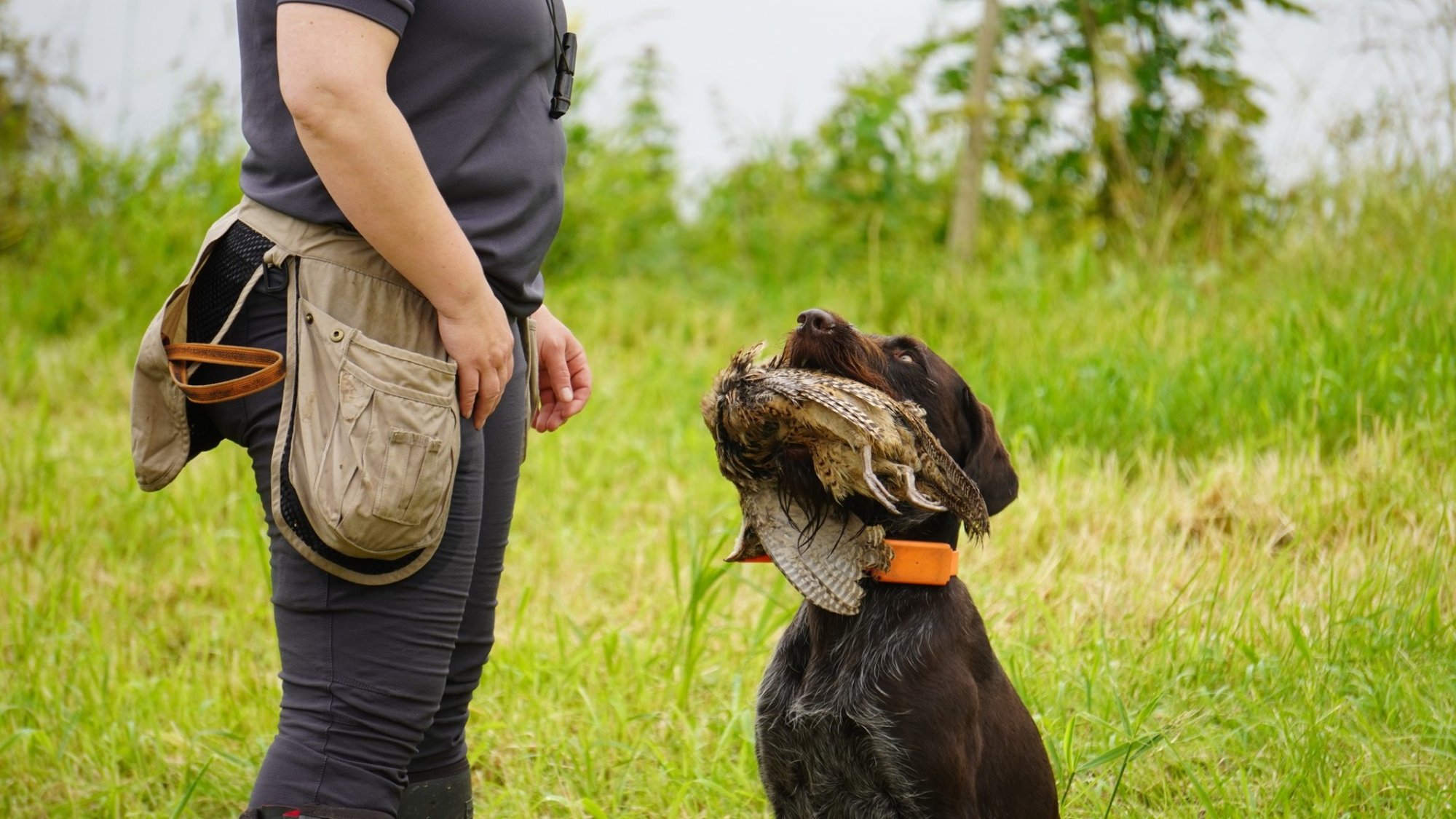 150 jahikoera võtsid jahimehed saarele kaasa ja näitasid oma oskusi