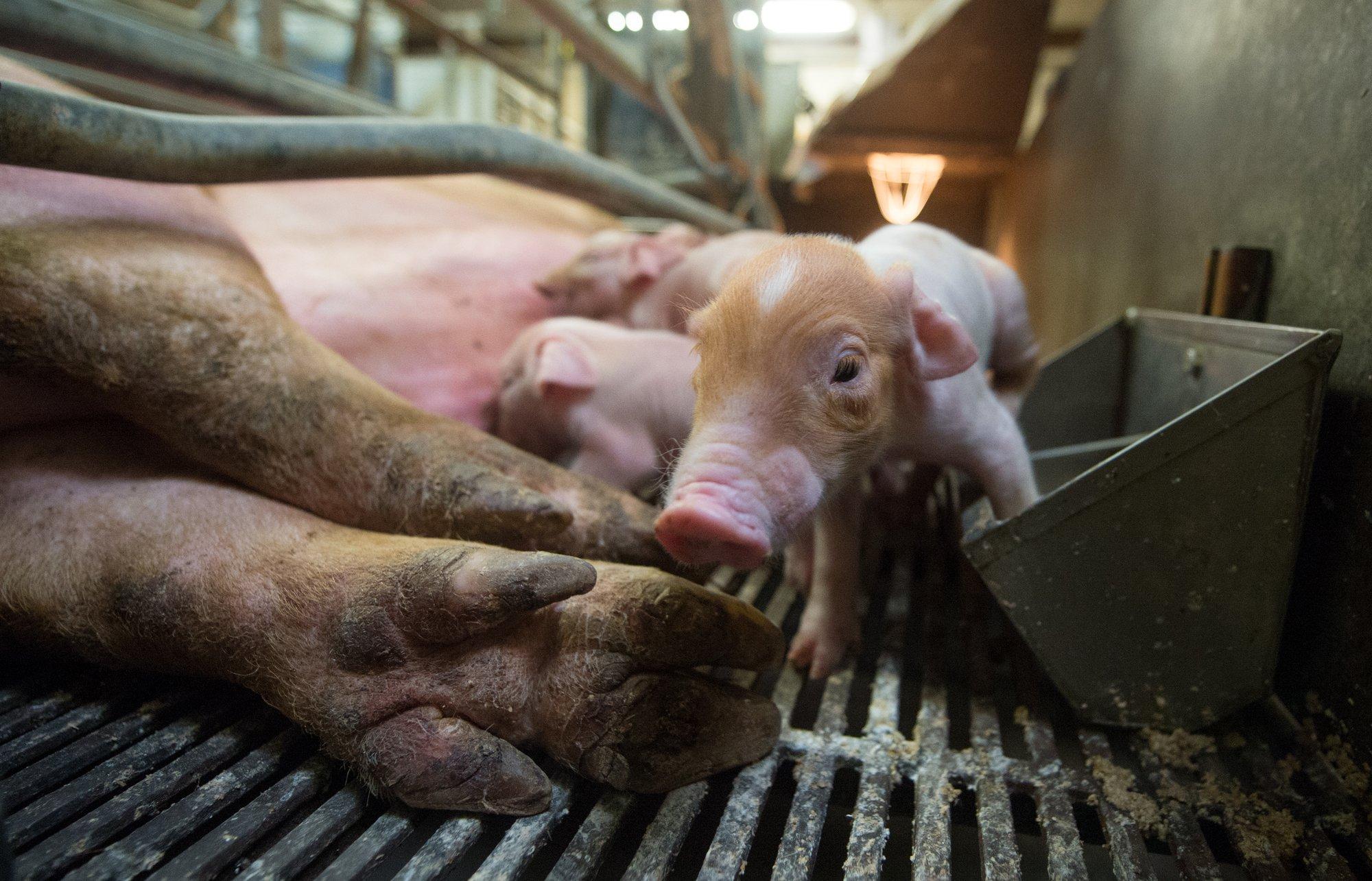 LUGEJA KÜSIB | Miks hukatakse ka terved sead ja lastakse lihal raisku minna?