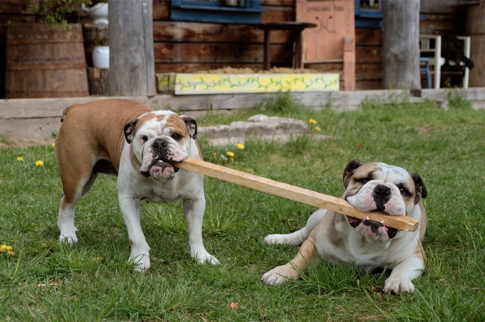 USA loomakaitsjad lähevad kohtusse: buldogi, taksi ja teiste tõugude standardid teevad koertele liiga