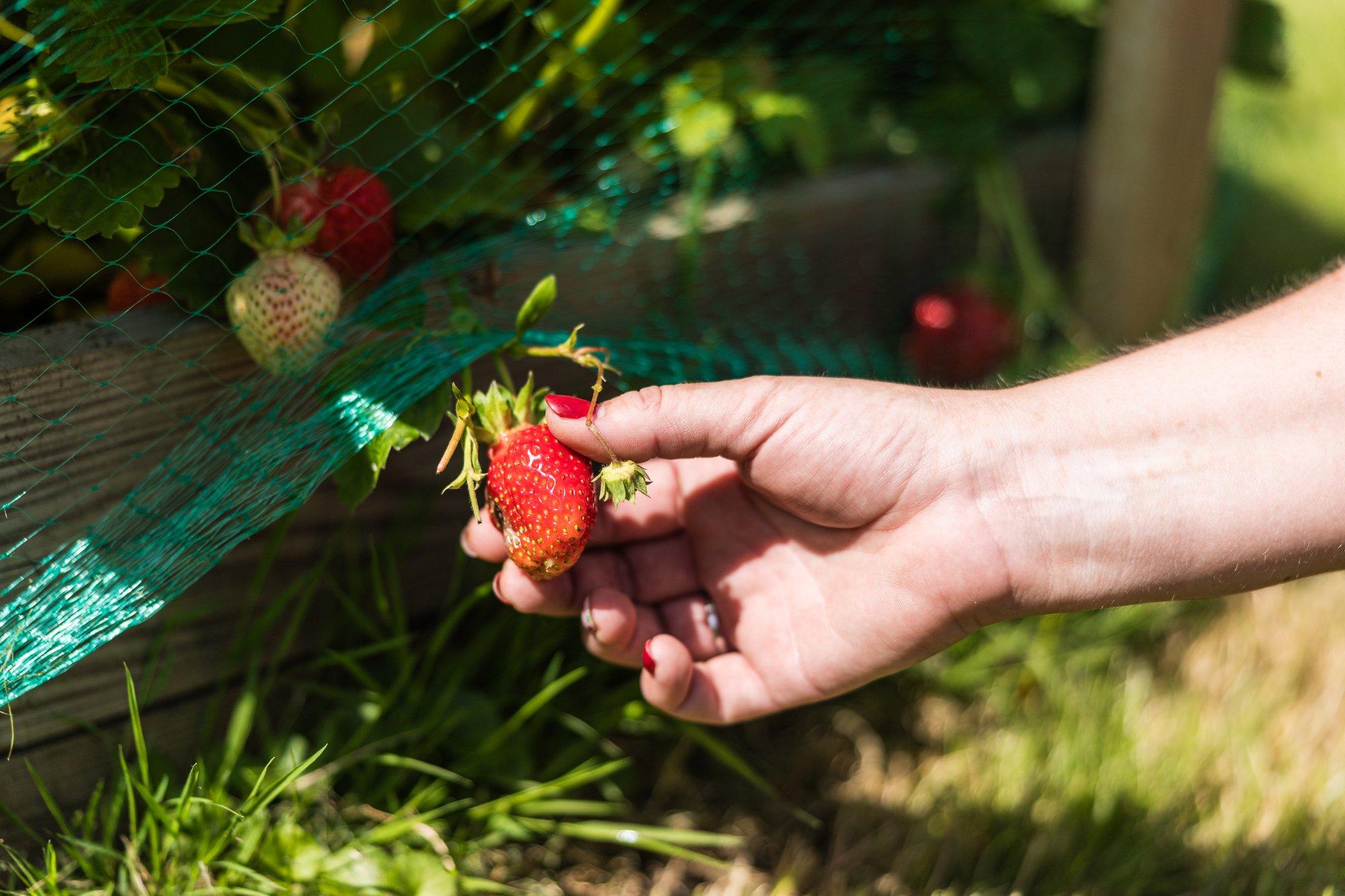Põllumajandus- ja Toiduamet vastab: kas pisut pehmete maasikate müük moosimarja nime all on lubatud?