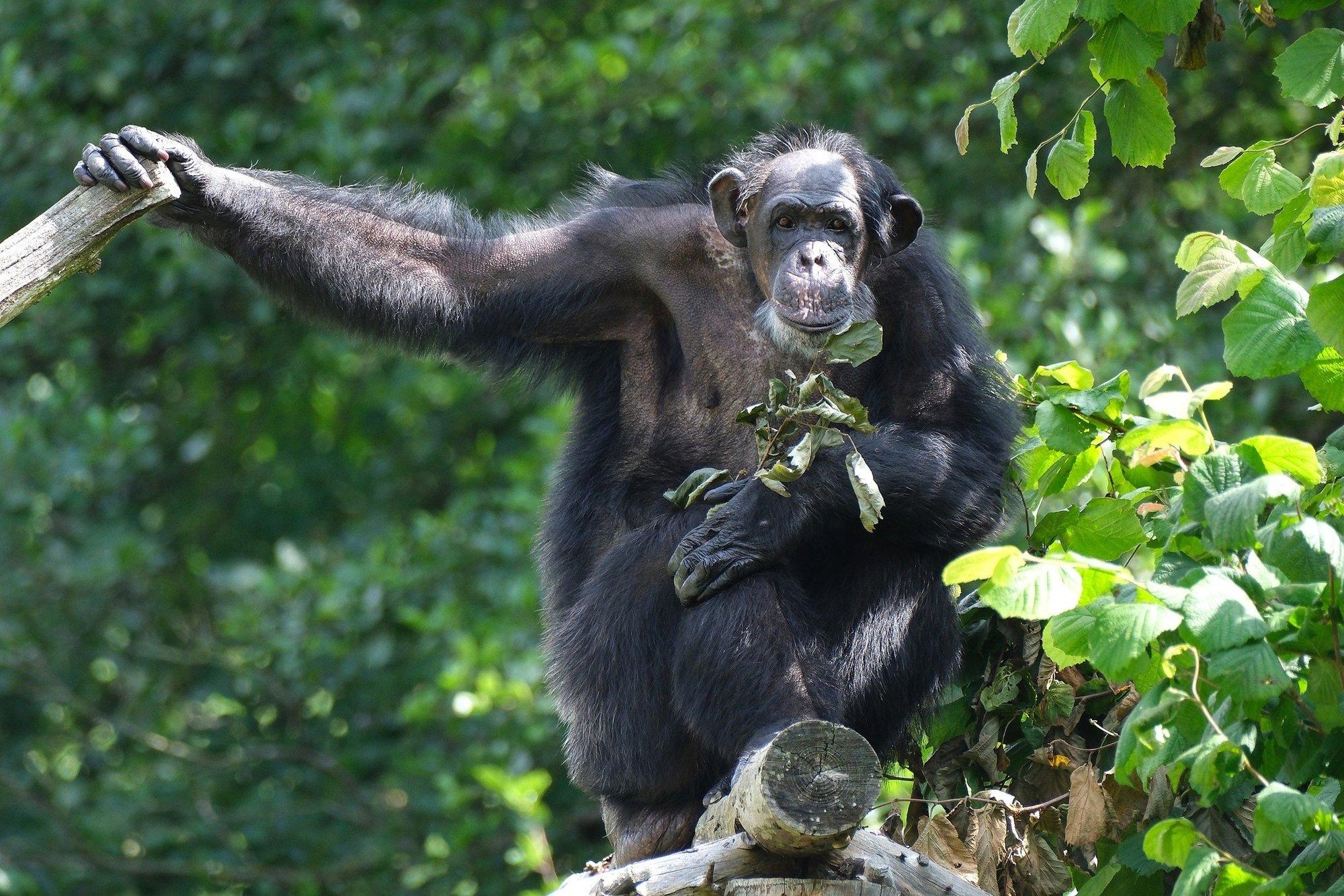 FOTOD | Südasuvi Tallinna loomaaias: šimpans Quincy huilgas fännid kohale