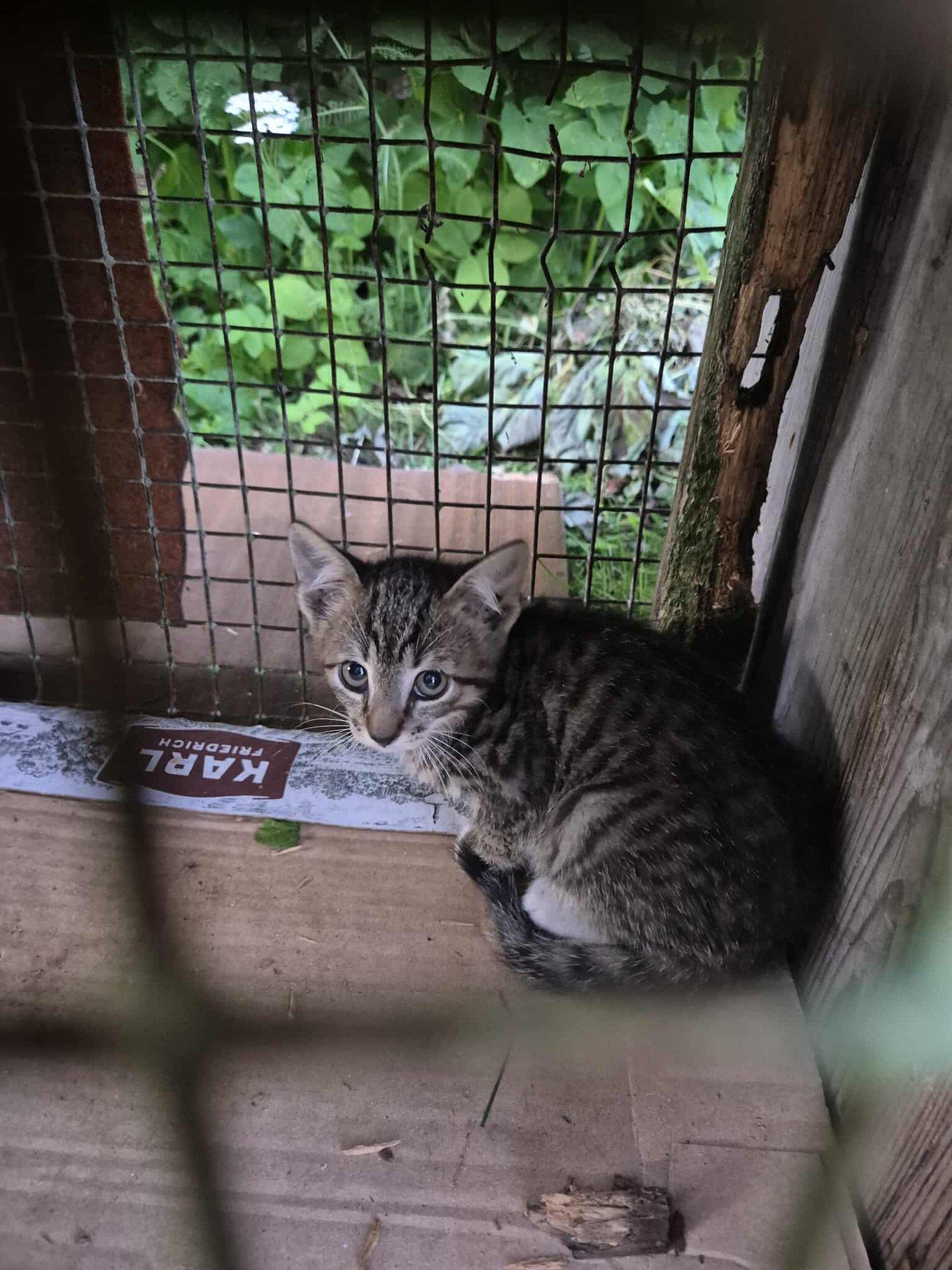 Annetusi vaid euro jagu, hoiukodusid ei ühtki: Märjamaa kassikoloonia lõi kiisupoegade eest hoolitsejad jalust