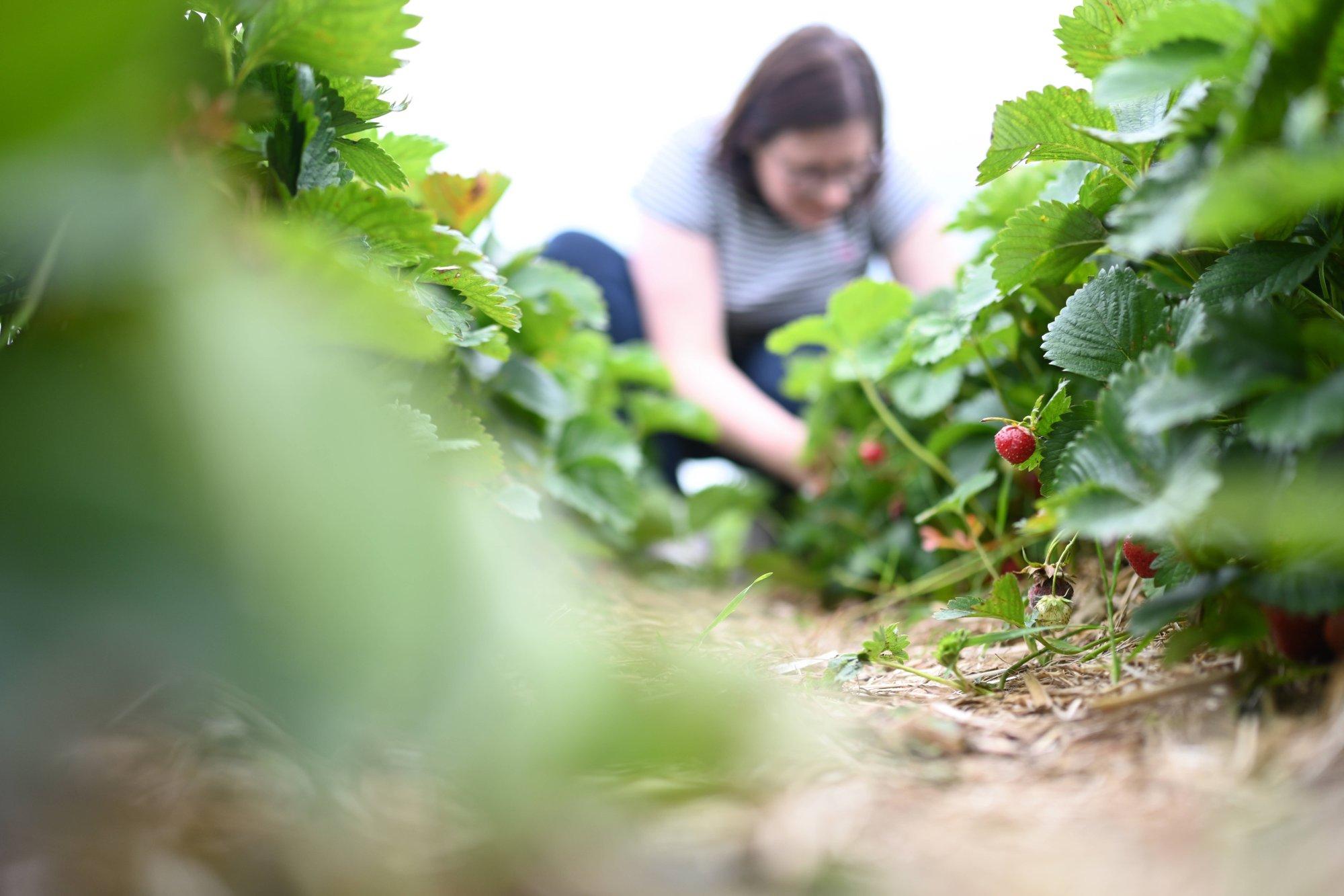 Inimkaubandus Eestis: peidetud ärakasutamine hooajatööde varjus