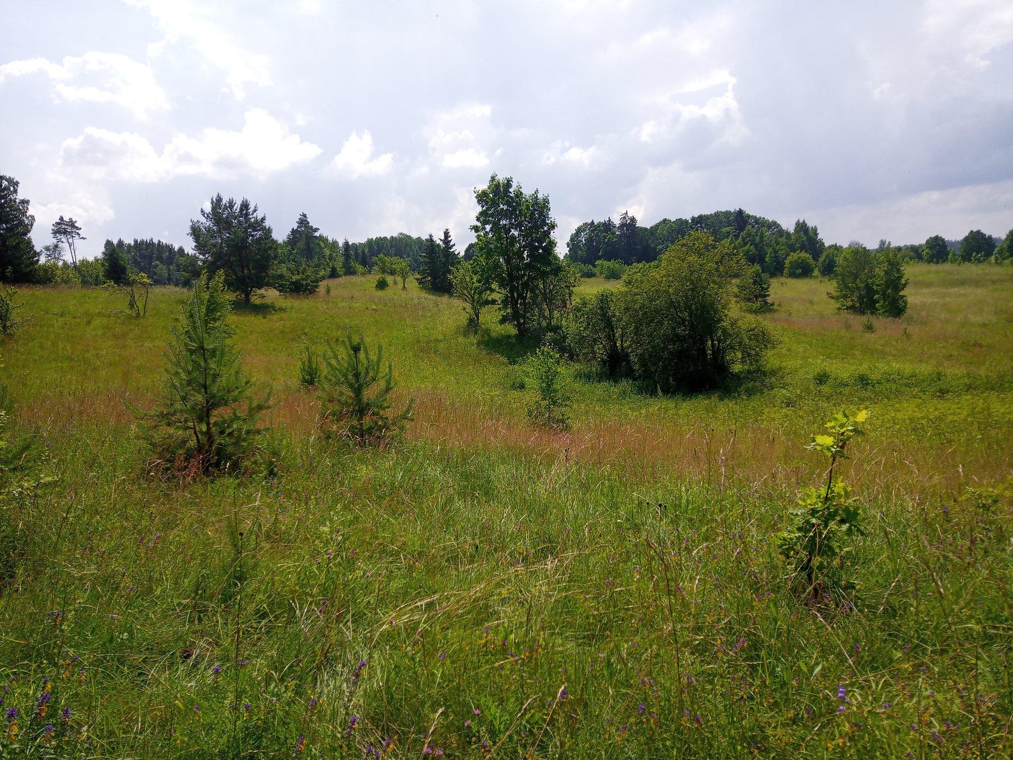 Pärandniitude taastamisel tuleb vahel ka metsa maha võtta